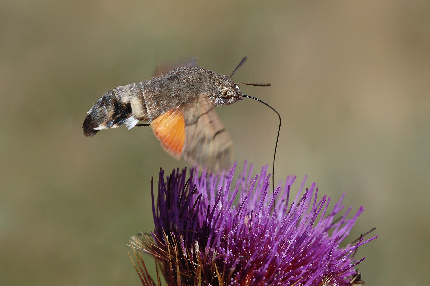 Macroglossum stellatarum