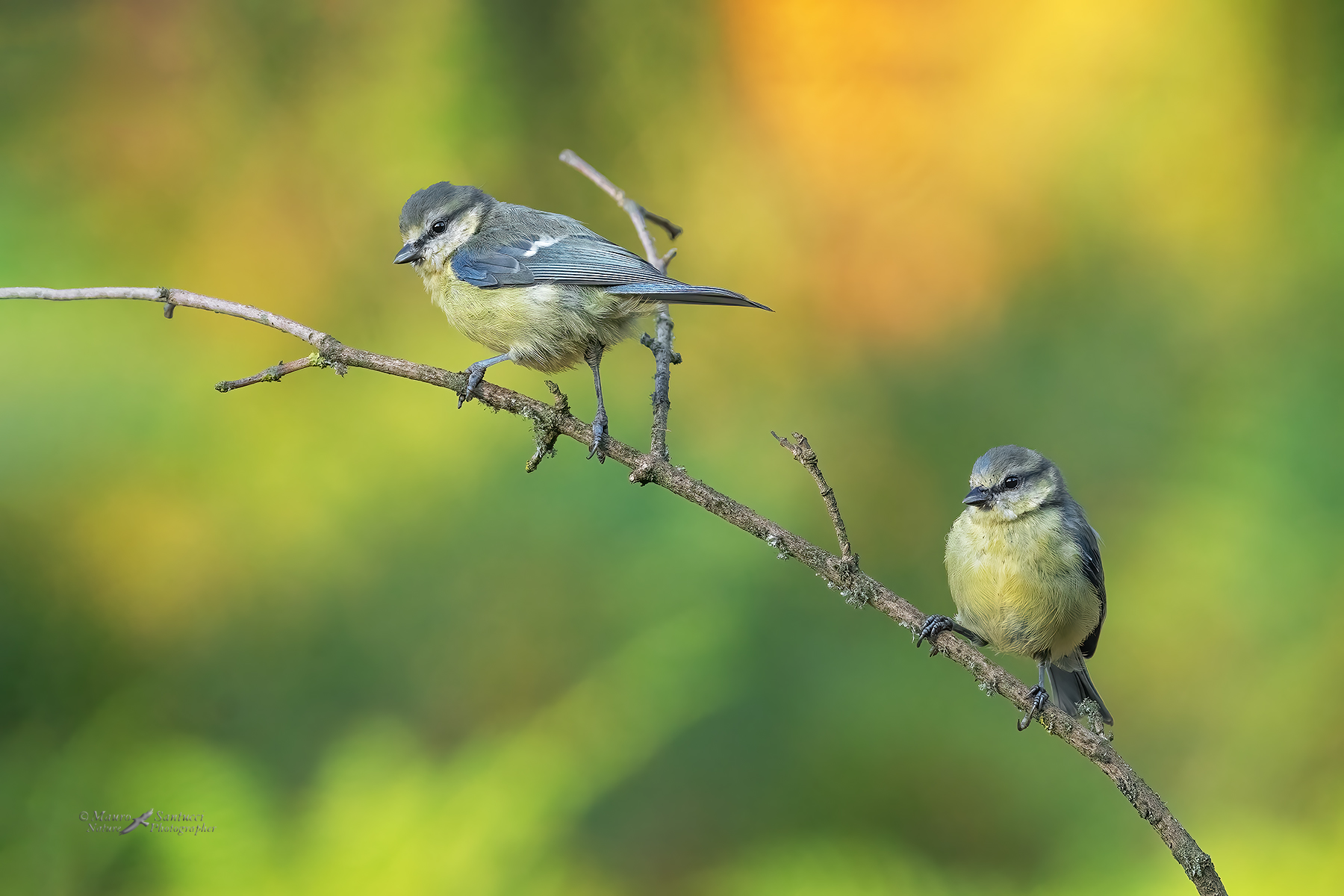 Giovani-cinciarelle_DSC02406