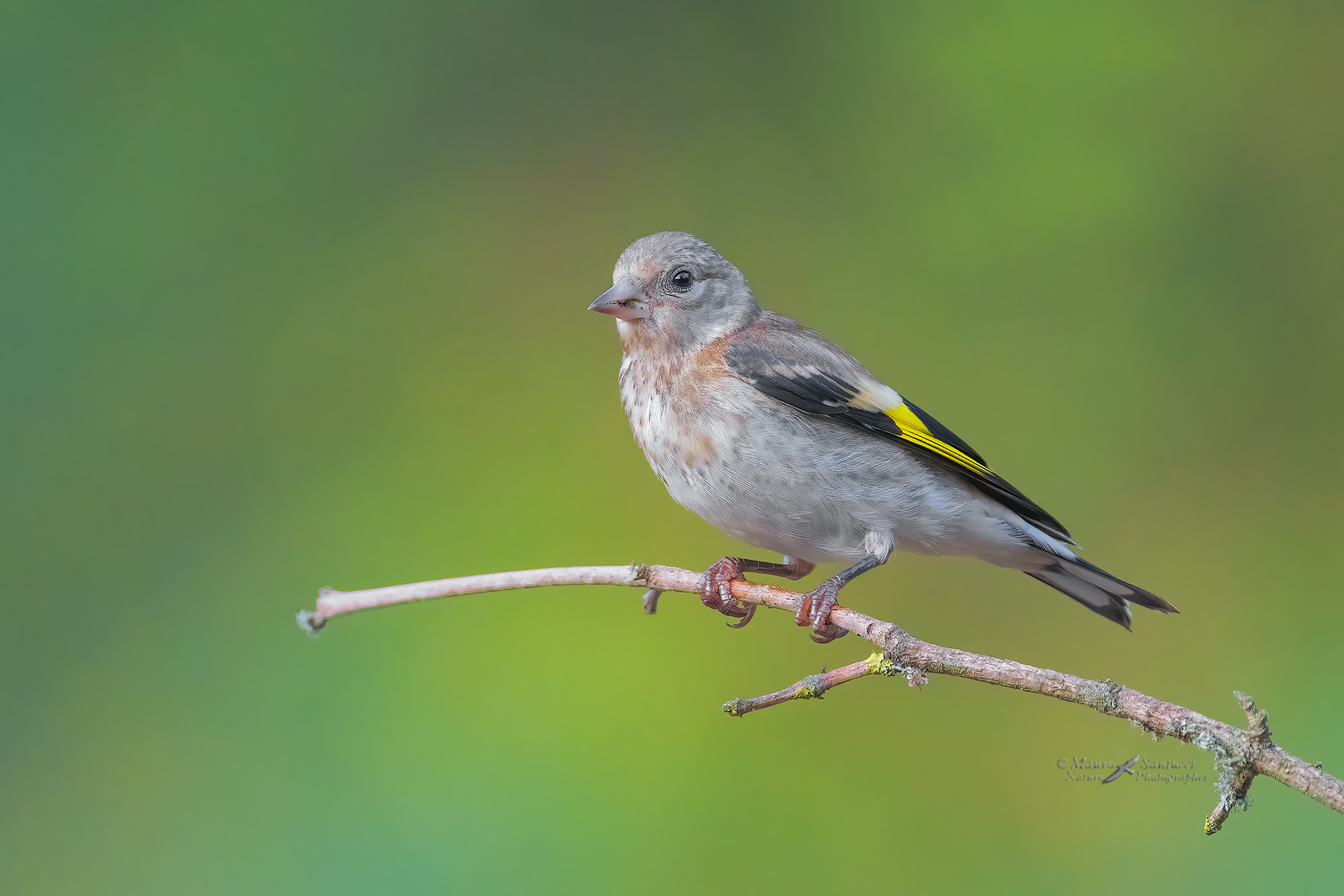 Giovane-Cardellino_DSC03484