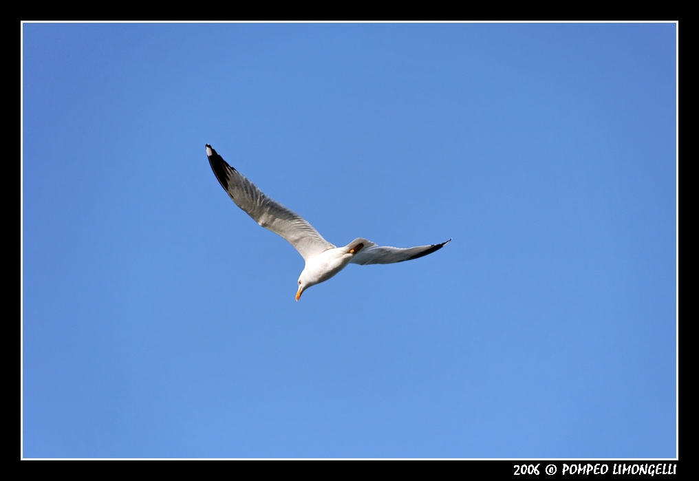 il solito Gabbiano....