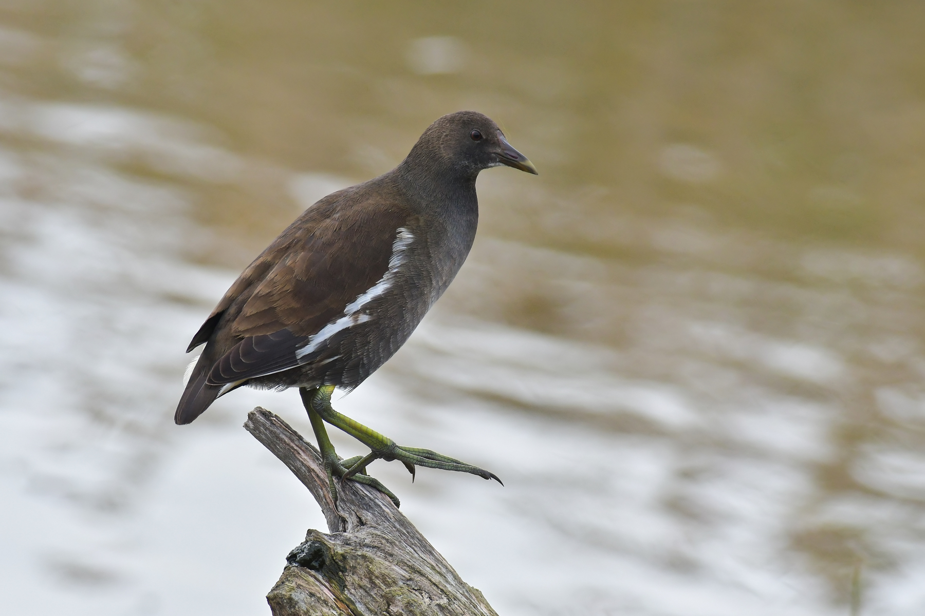 Giovane gallinella d'acqua