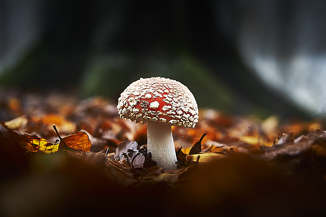 Amanita