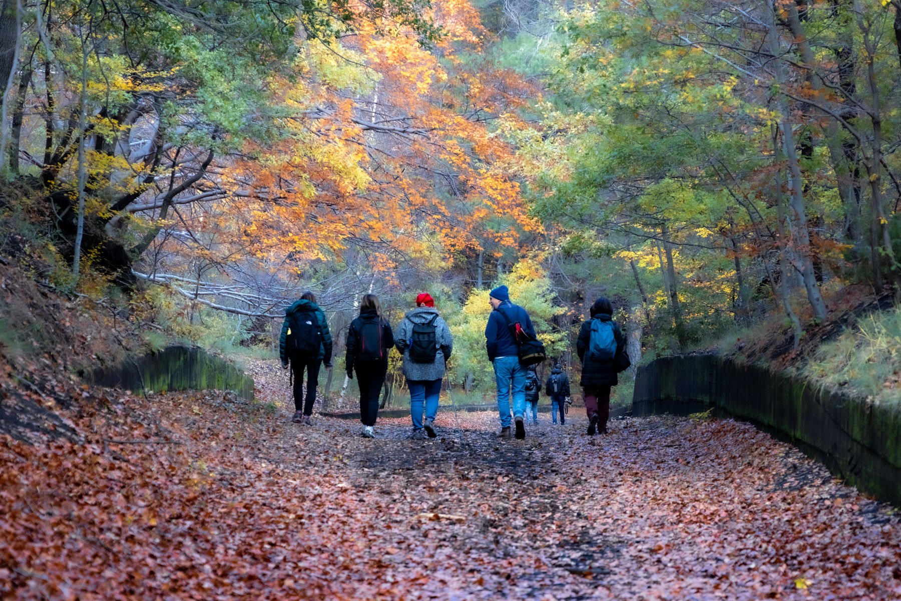 Passeggiando nel bosco