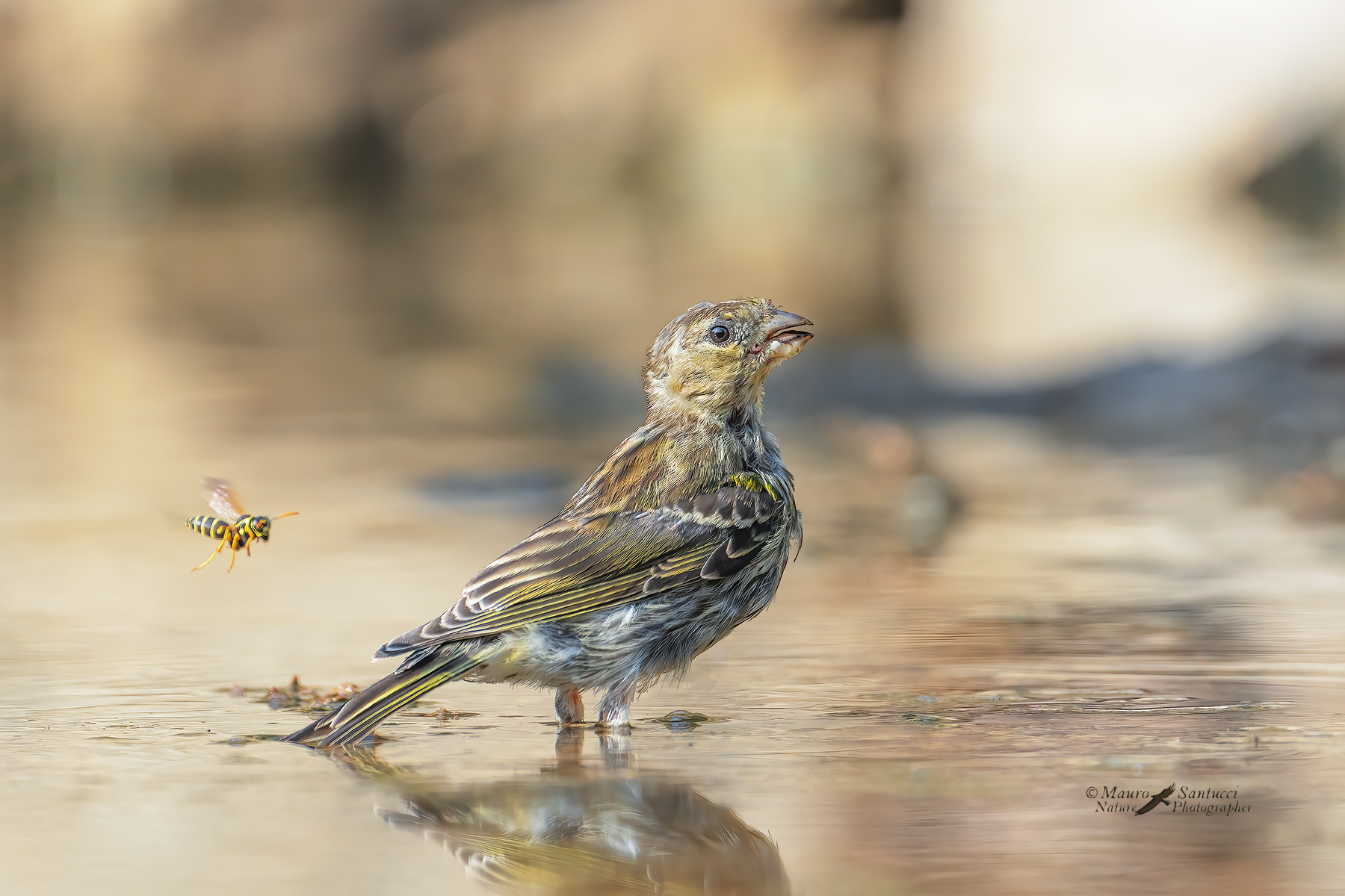 Verzellino_Serinus-serinus_DSC01937