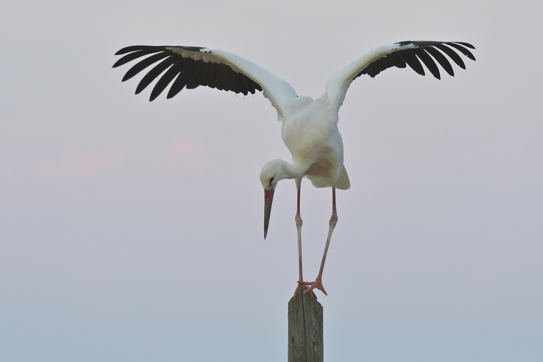 Cicogna sul far della sera
