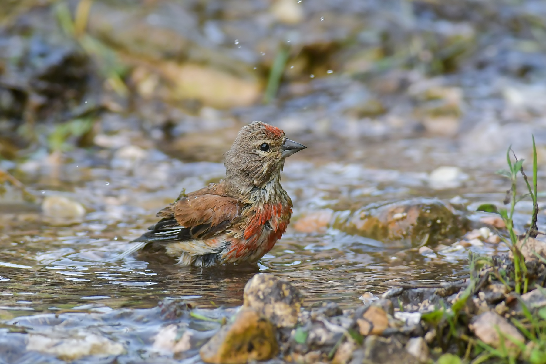 Fanello al bagno