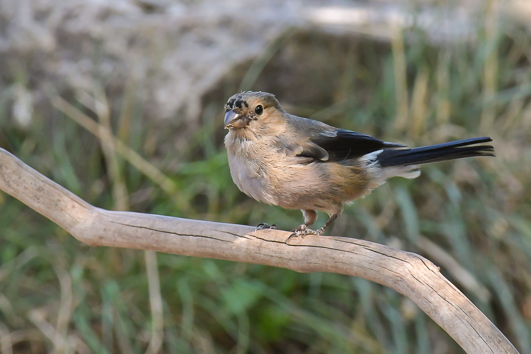 Femmina di ciuffolotto