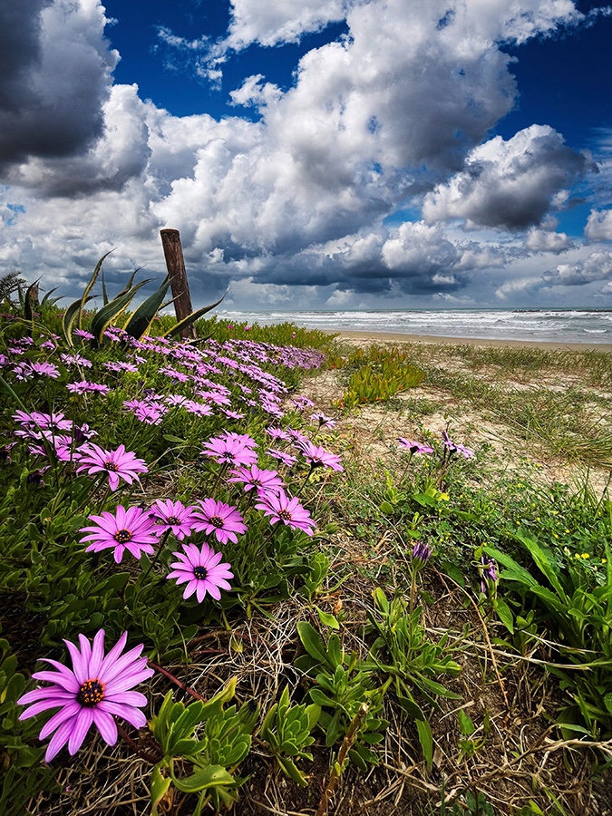 Fiori da spiaggia