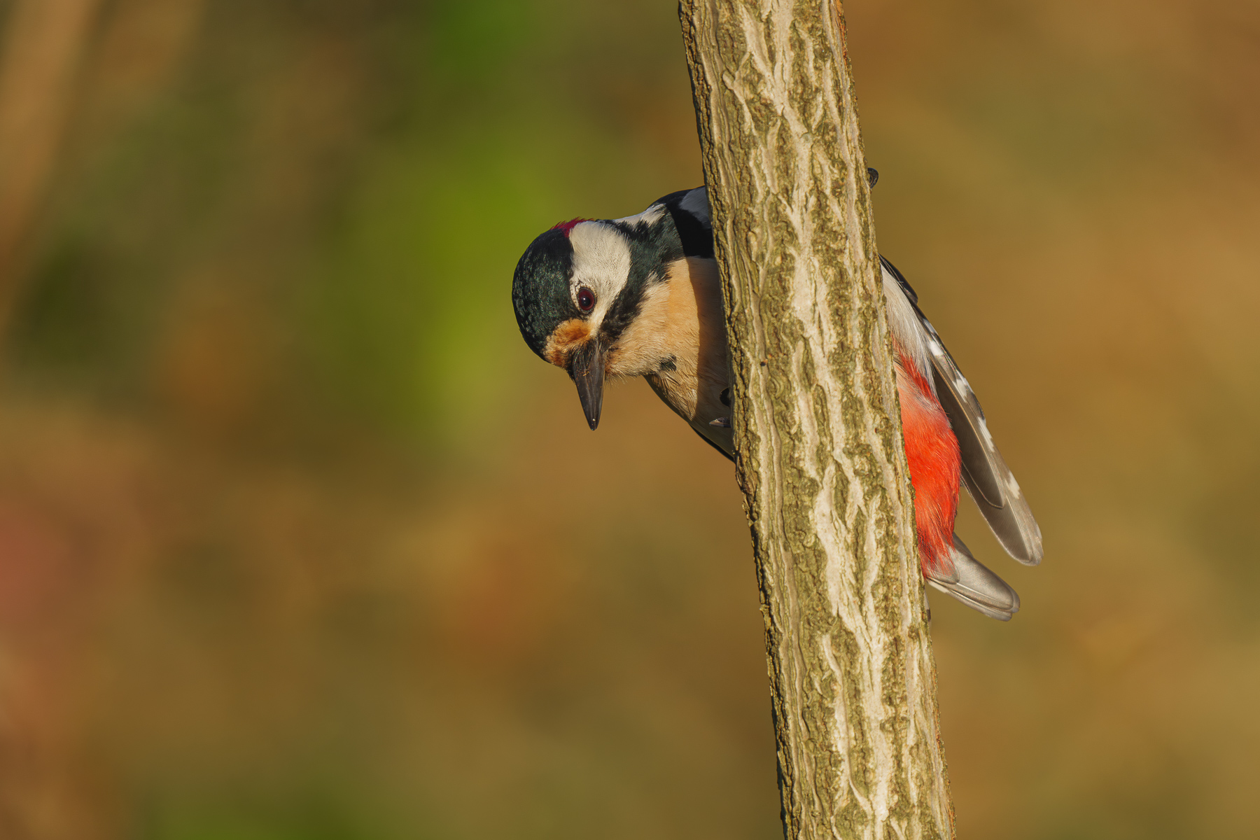 picchio rosso maggiore