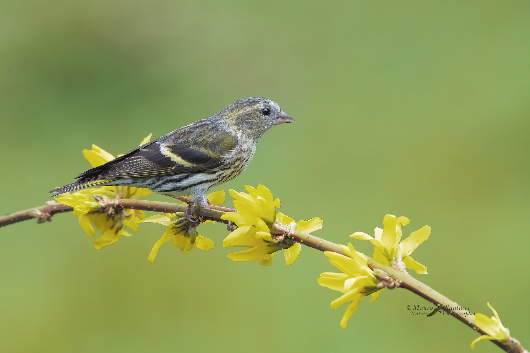 Lucherino-femmina_DSC03203
