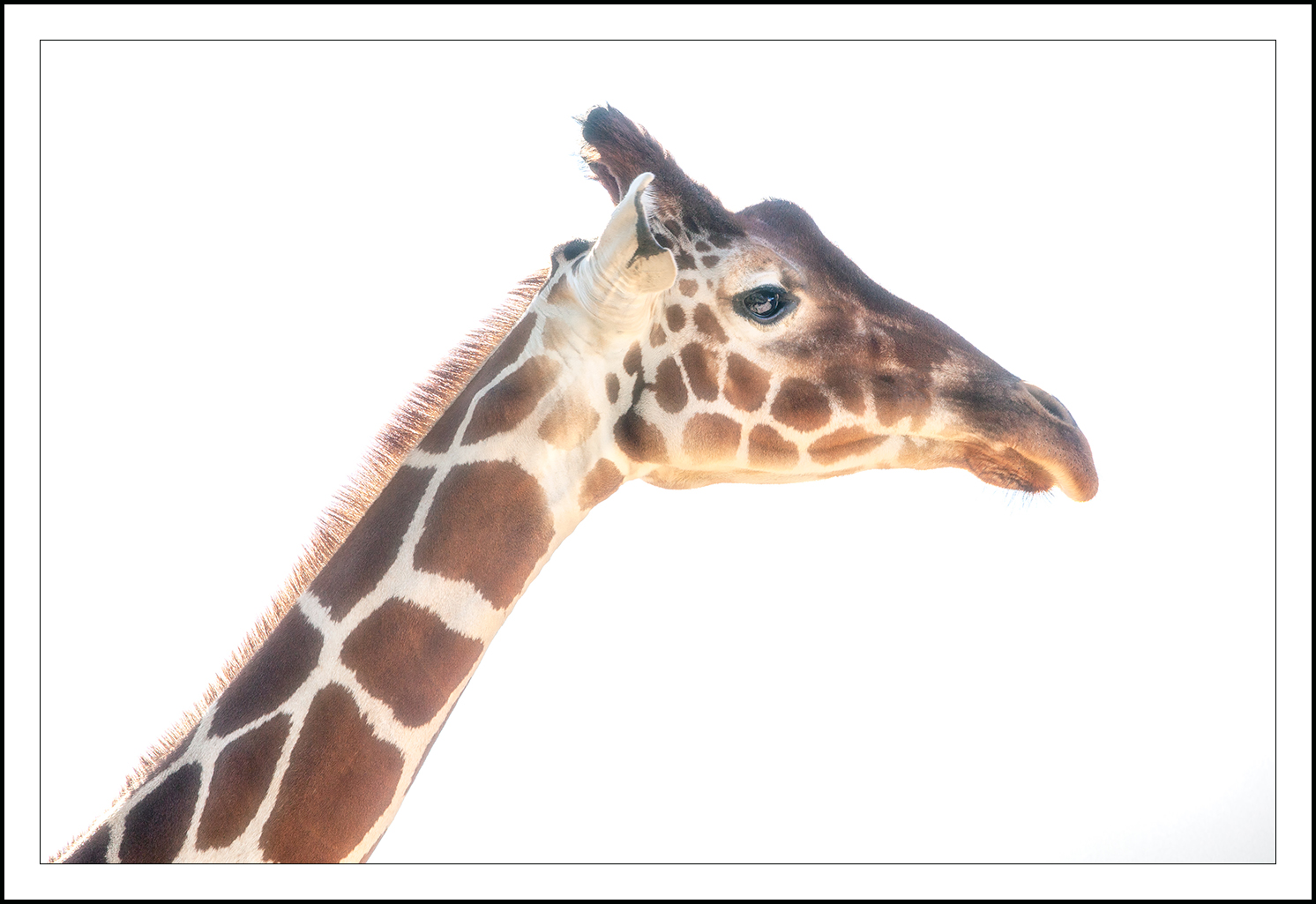 giraffa in high key