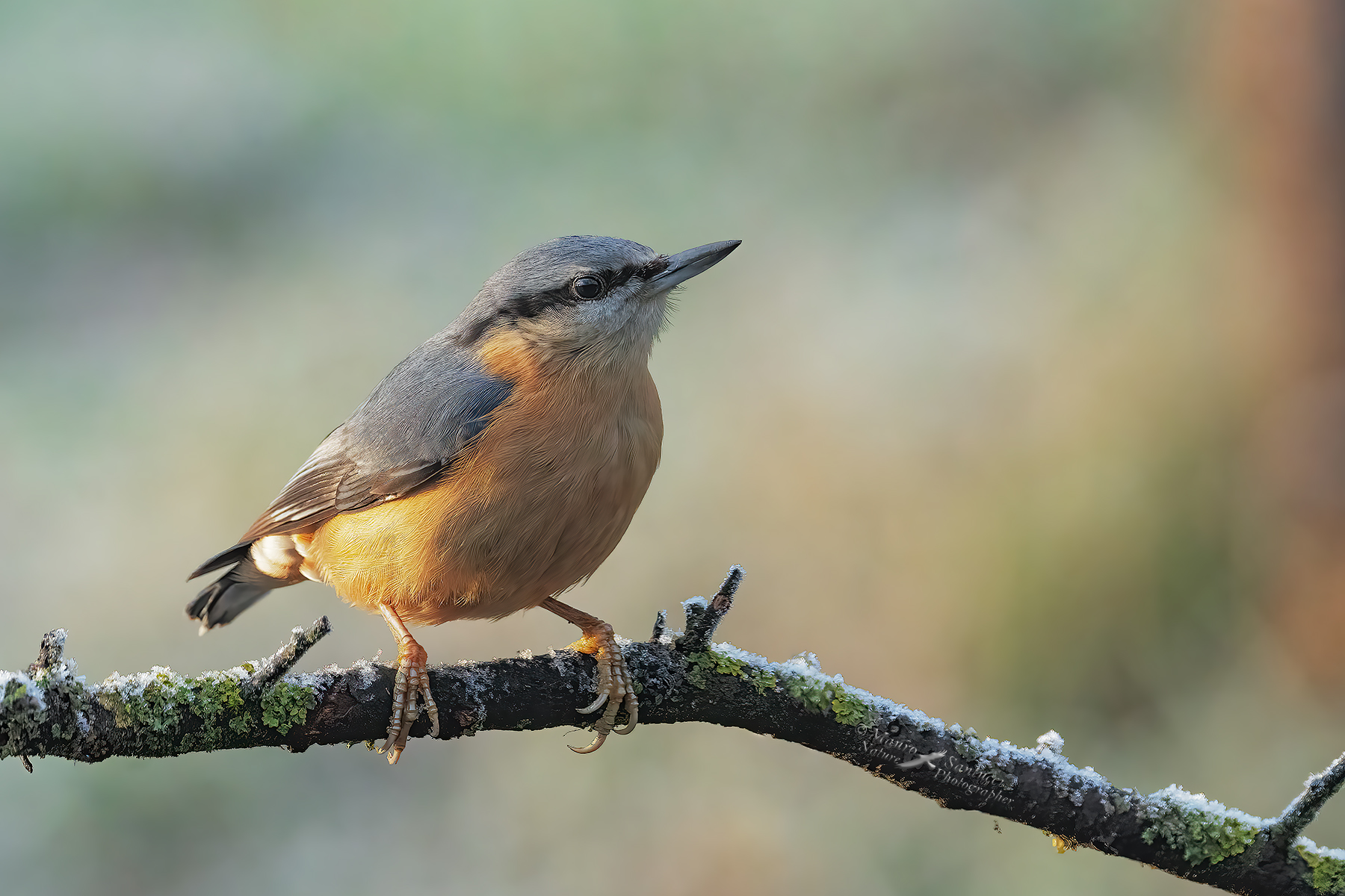 Picchio-muratore_DSC09142