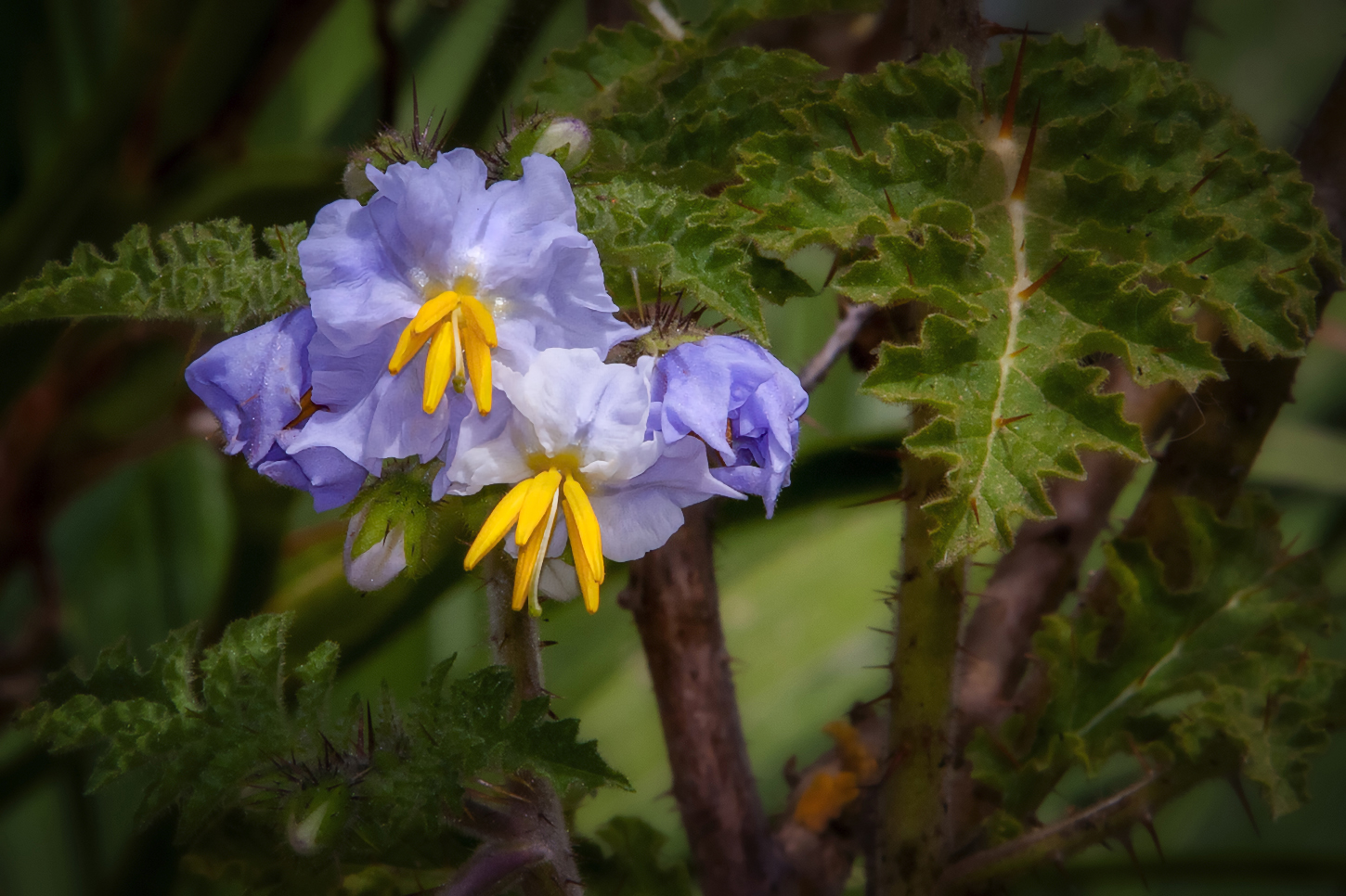 SOLANUM sisymbriifolium