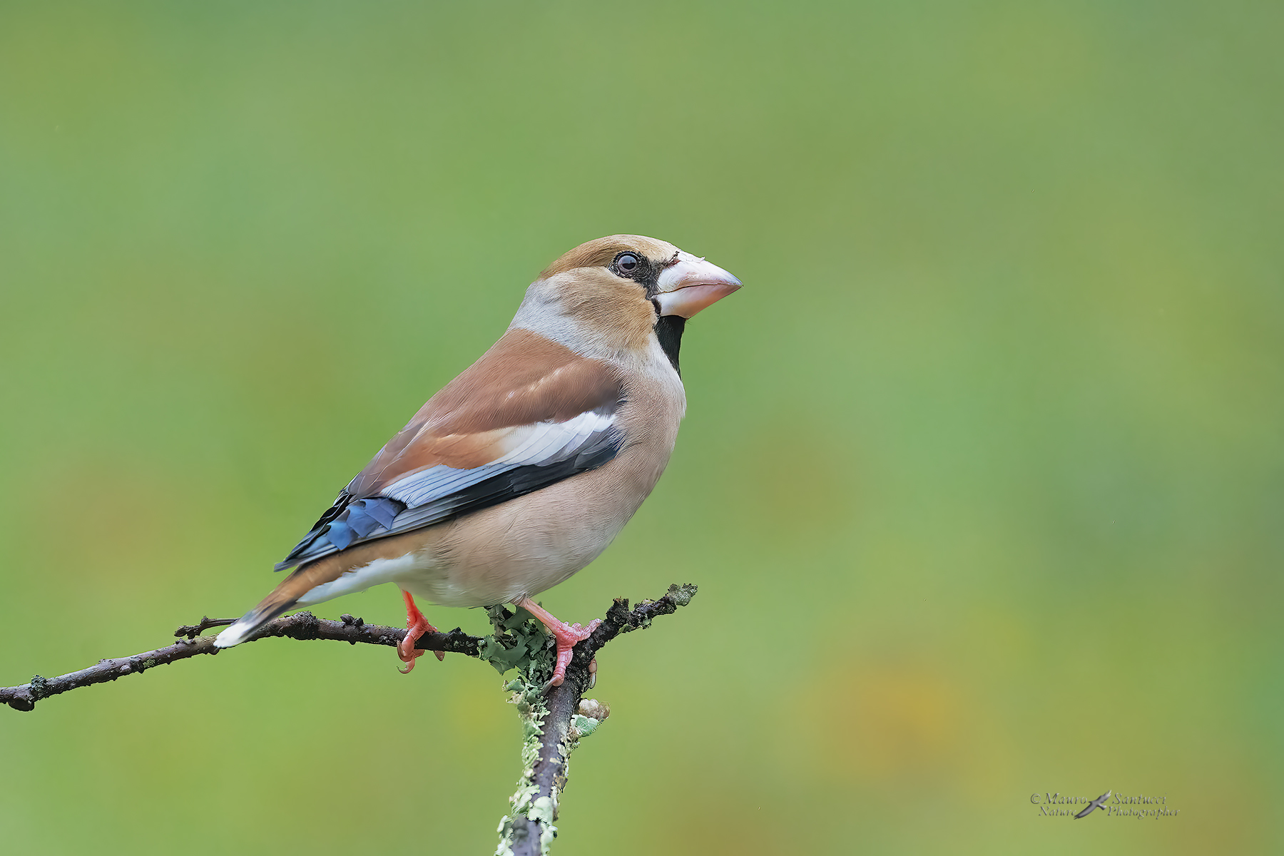 Frosone-male_DSC09461