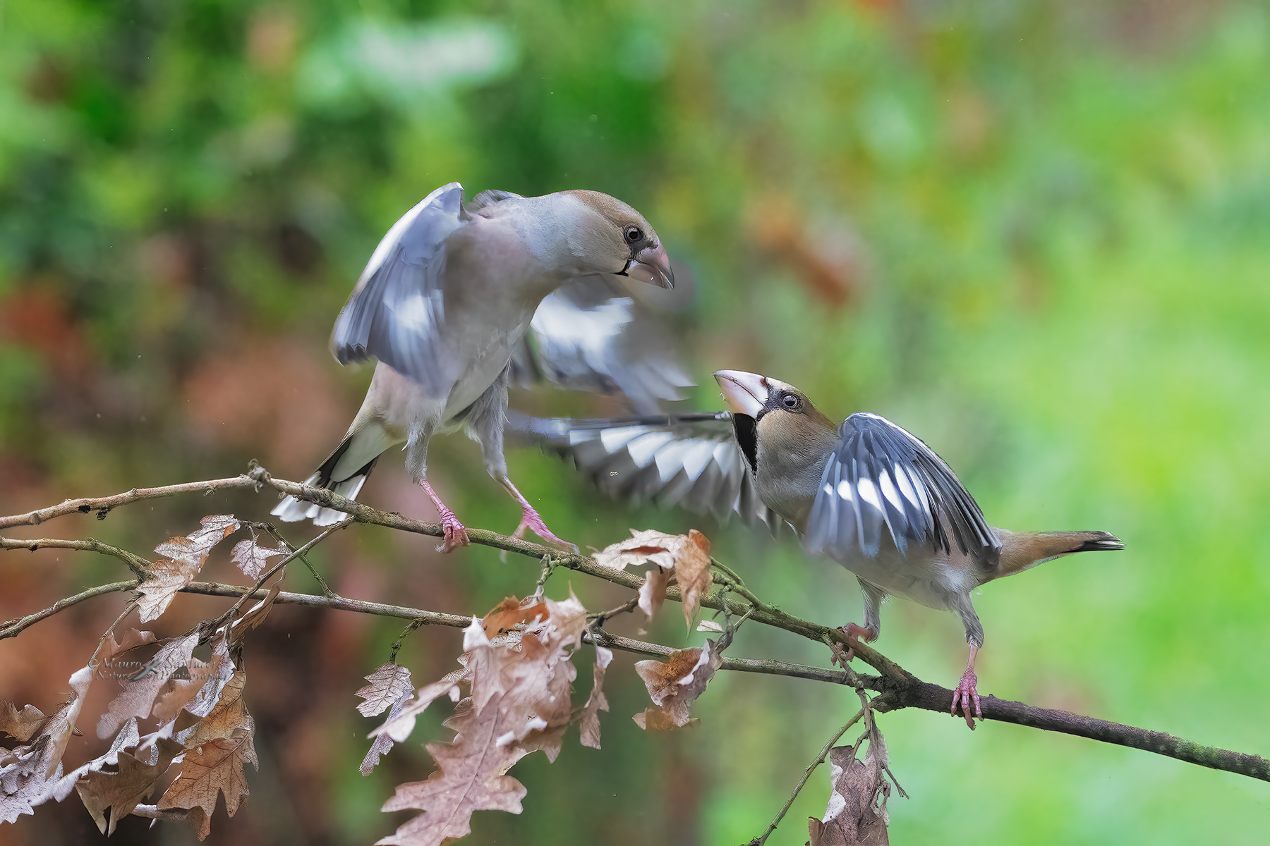 Frosoni-in-lite_DSC09856