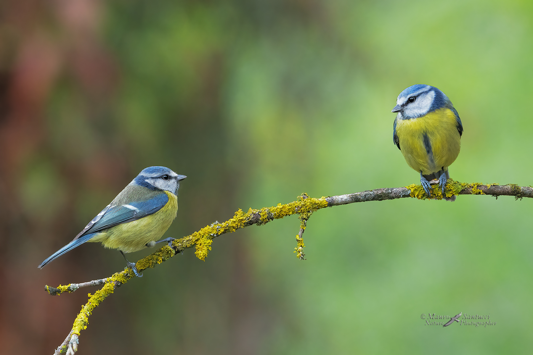 Cinciarelle_two-is-better-than-one_-DSC00062