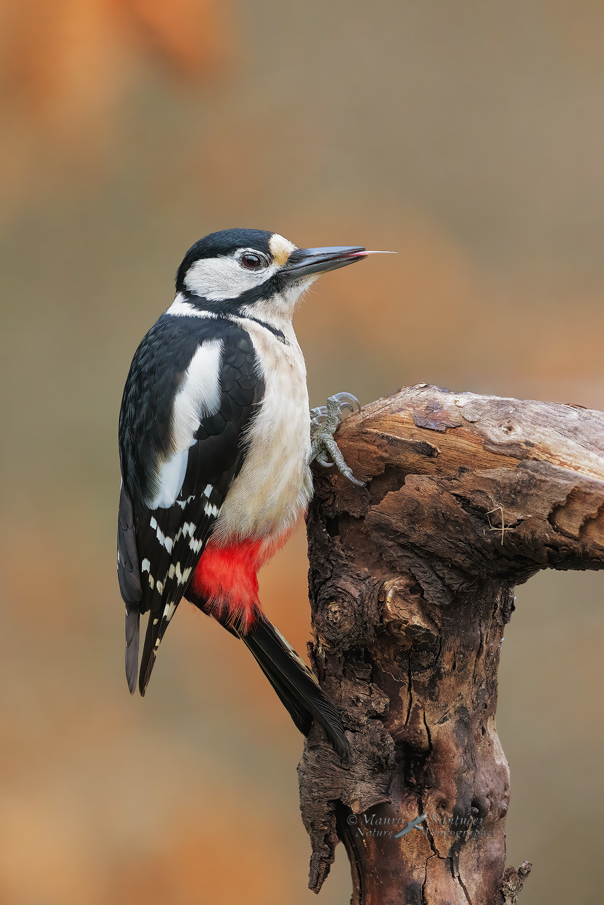 Picchio-rosso-e-la-linguetta_DSC02905