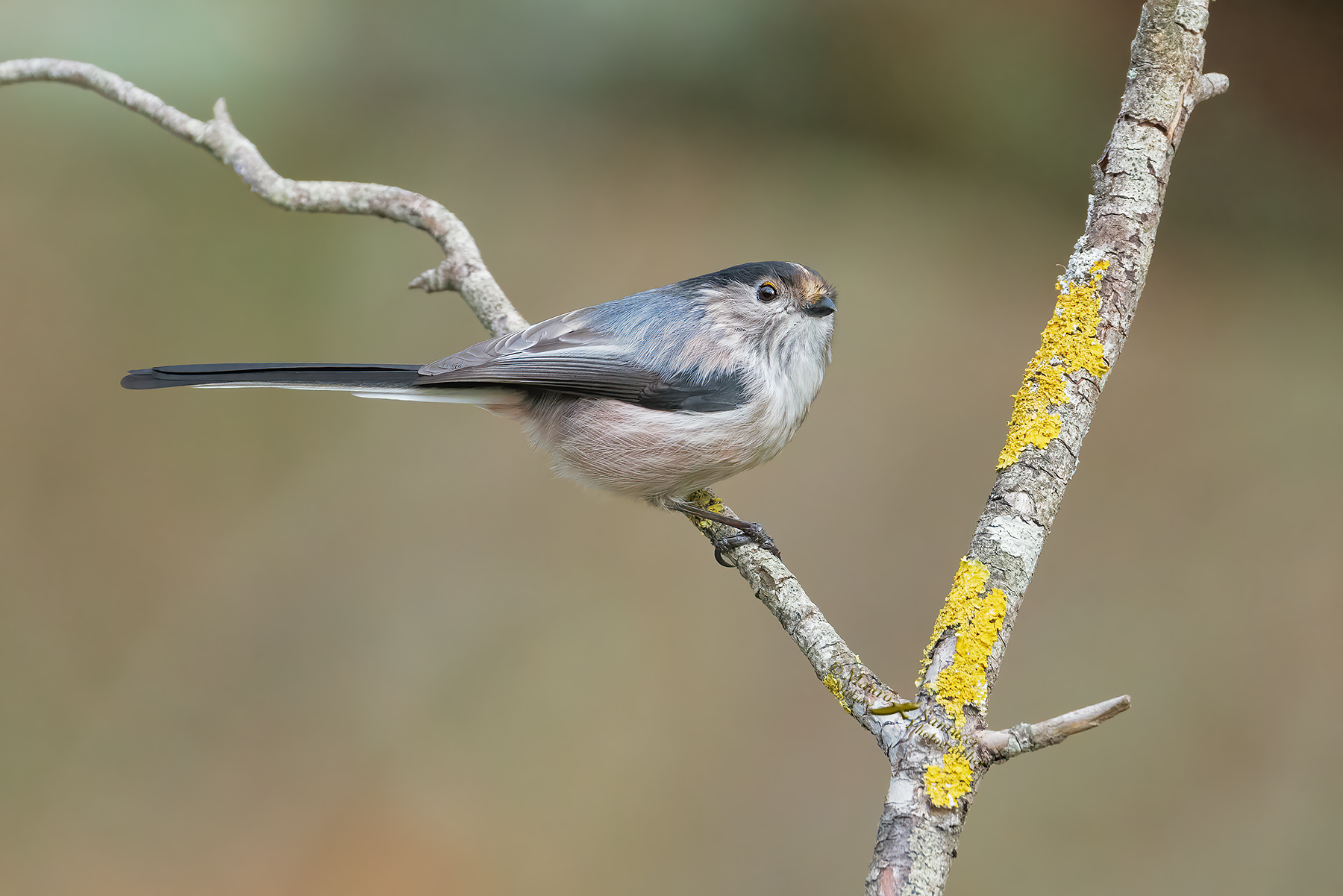 Codibugnolo_Aegithalos-caudatus-DSC02739