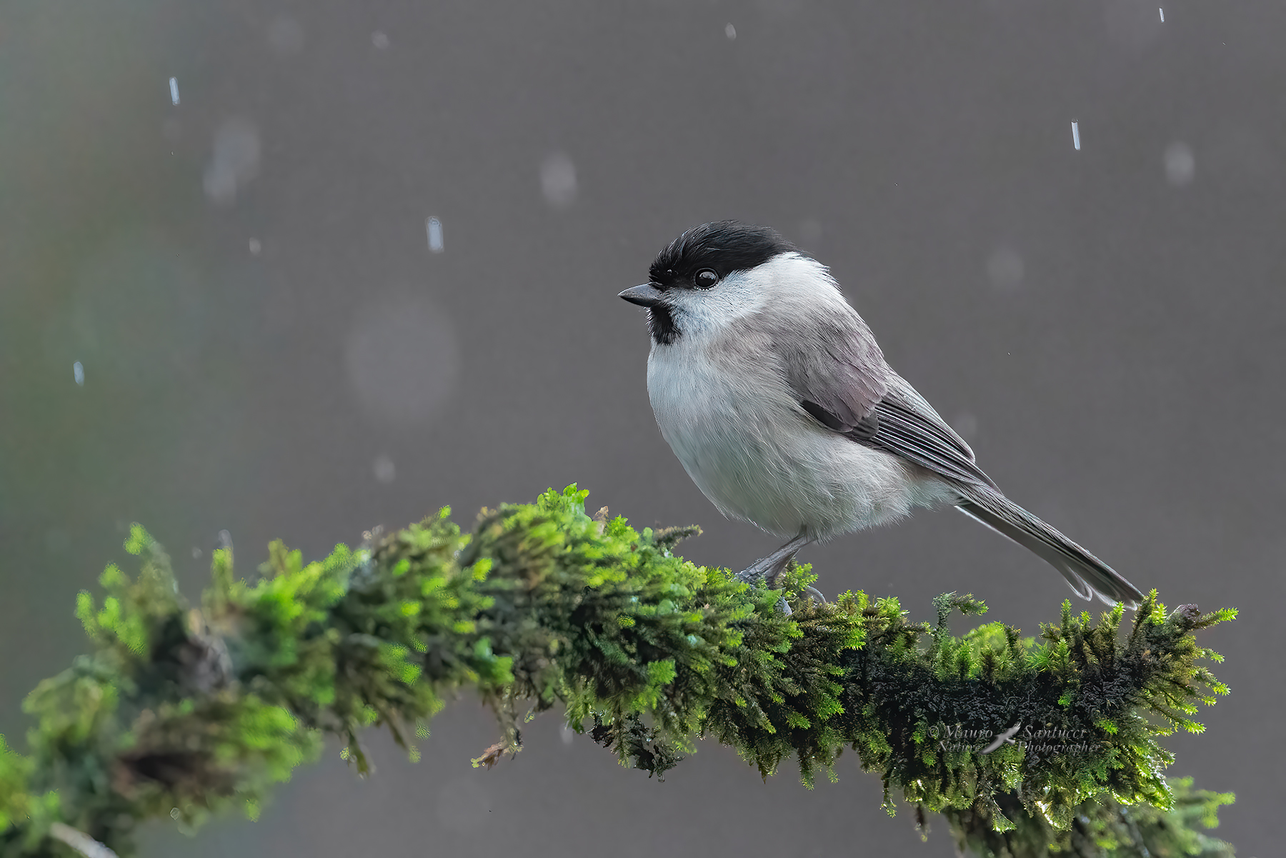 Cincia-bigia_poecile-palustris_DSC03851
