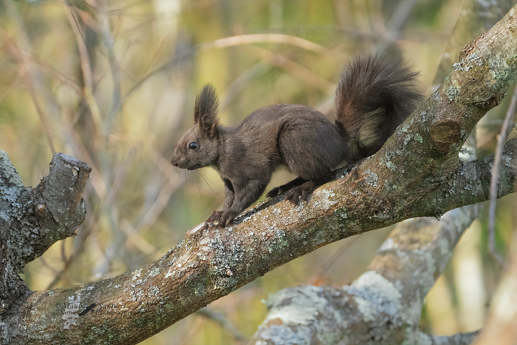 Scoiattolo-comune_Sciurus-vulgaris_DSC04836