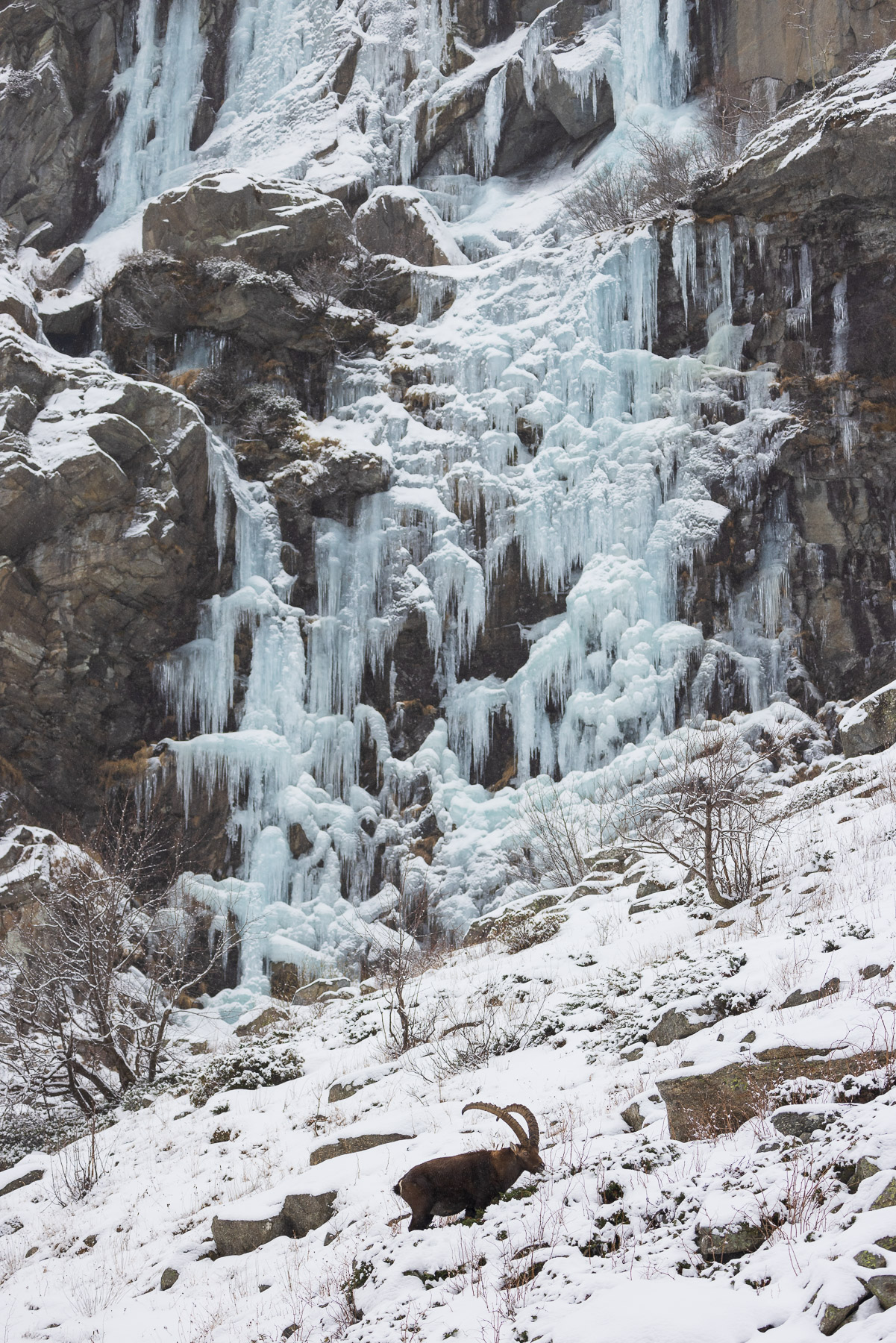 Lo stambecco e la cascata ghiacciata