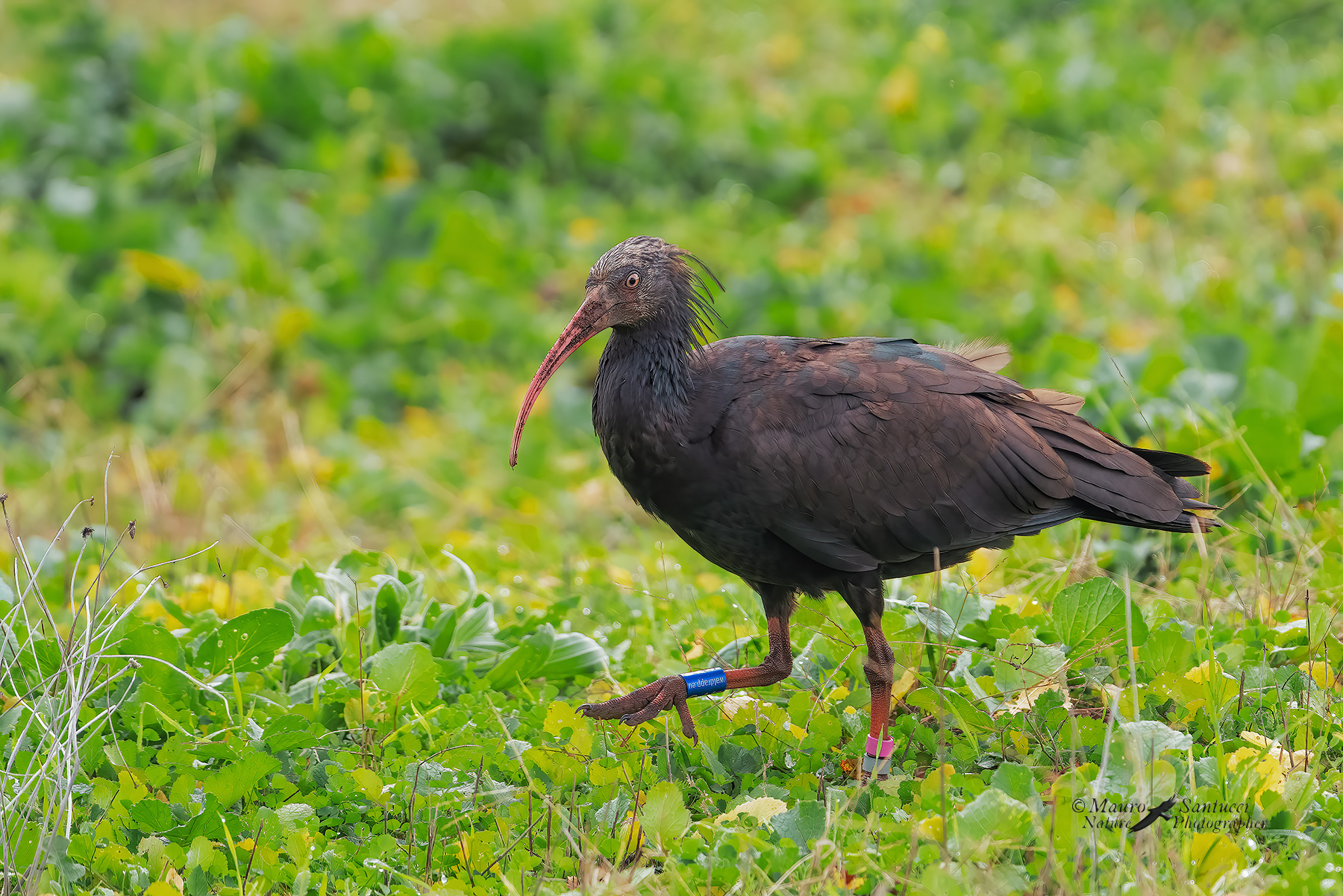 Ibis-eremita_Geronticus-eremita_DSC09746