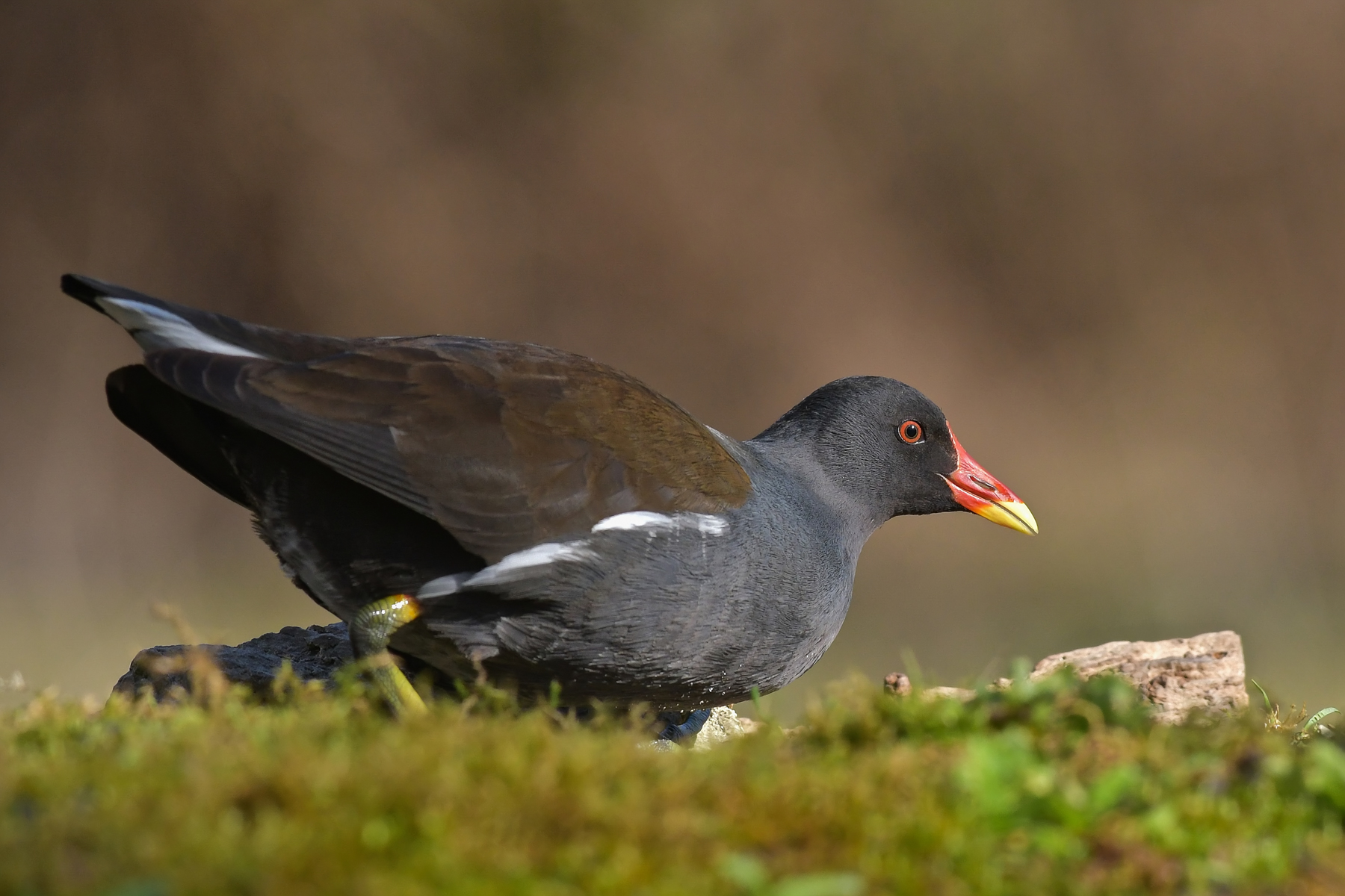 Gallinellona d'acqua