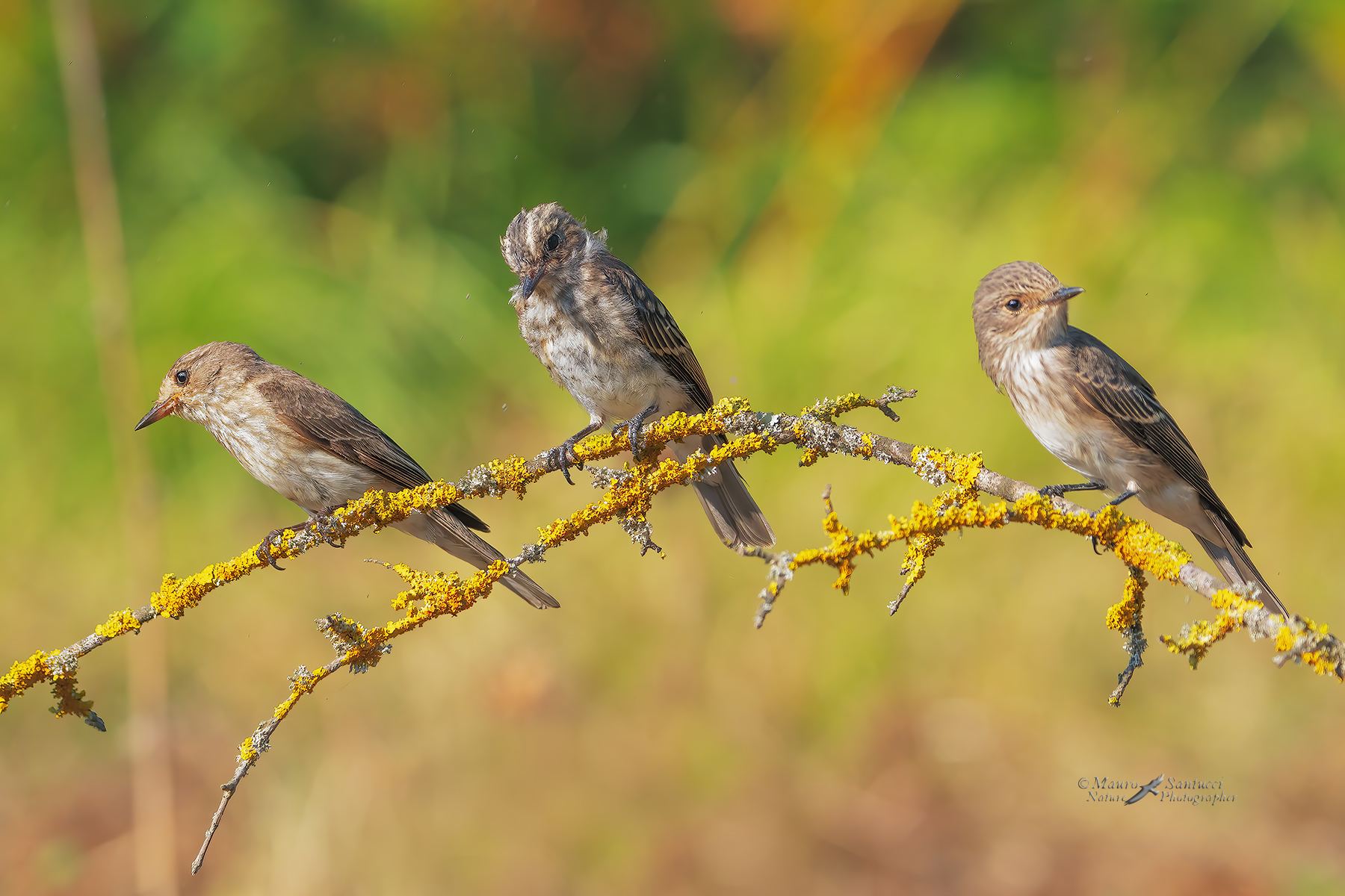 I-tre-pigliamosche_DSC01453