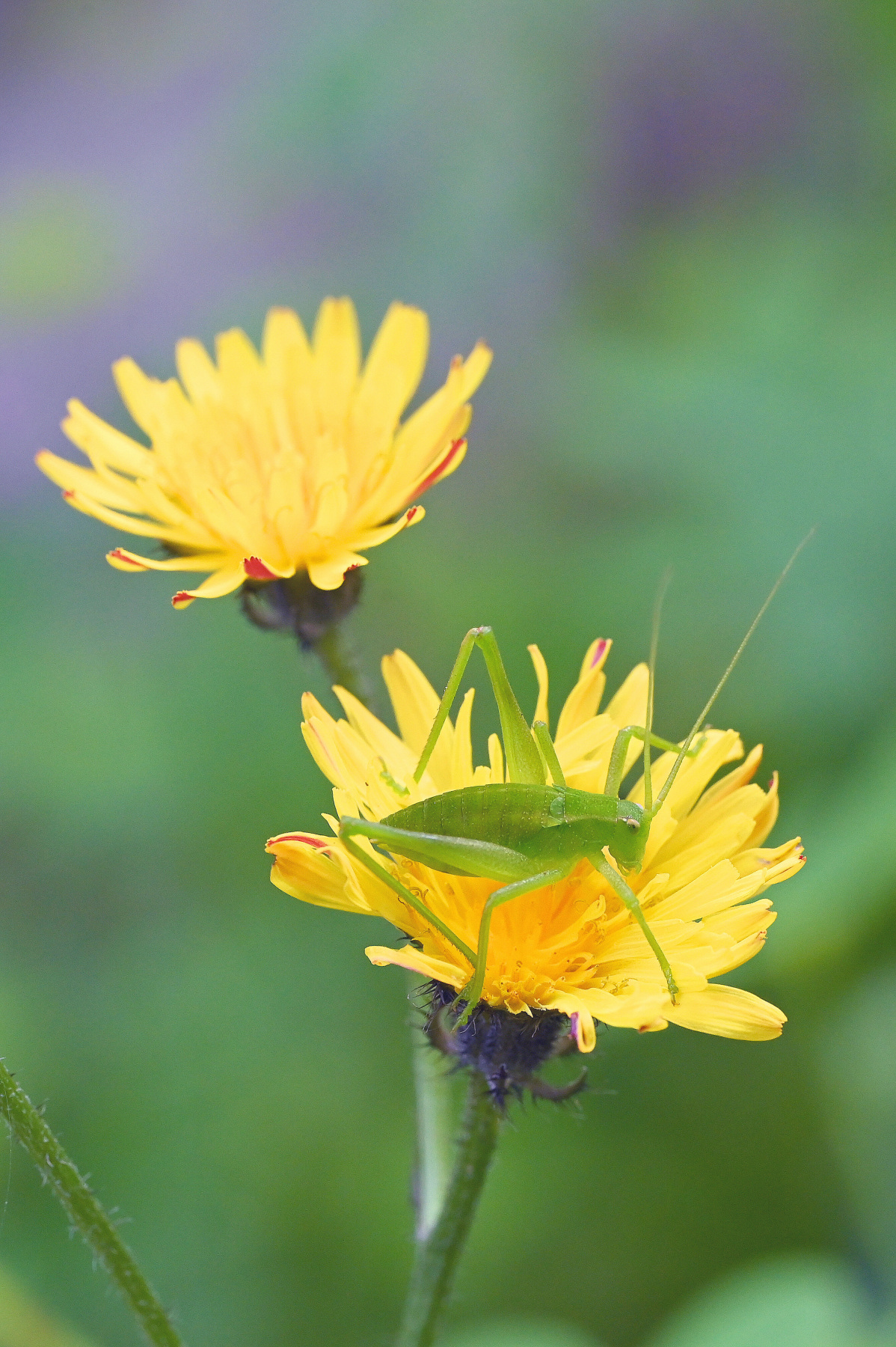 Se sto ferma non mi vede