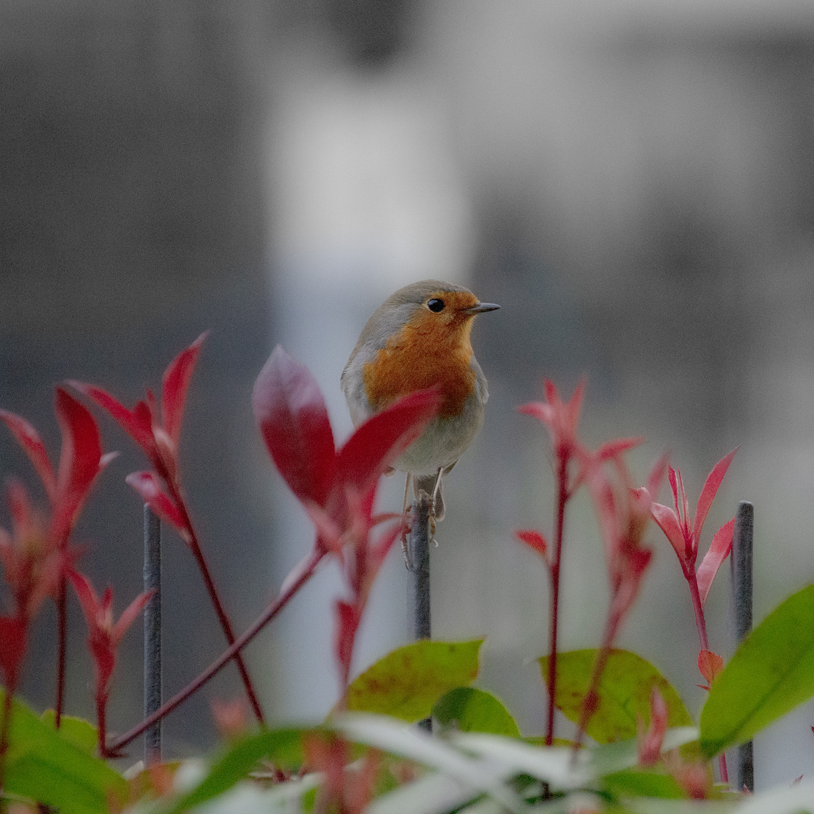un ospite in giardino