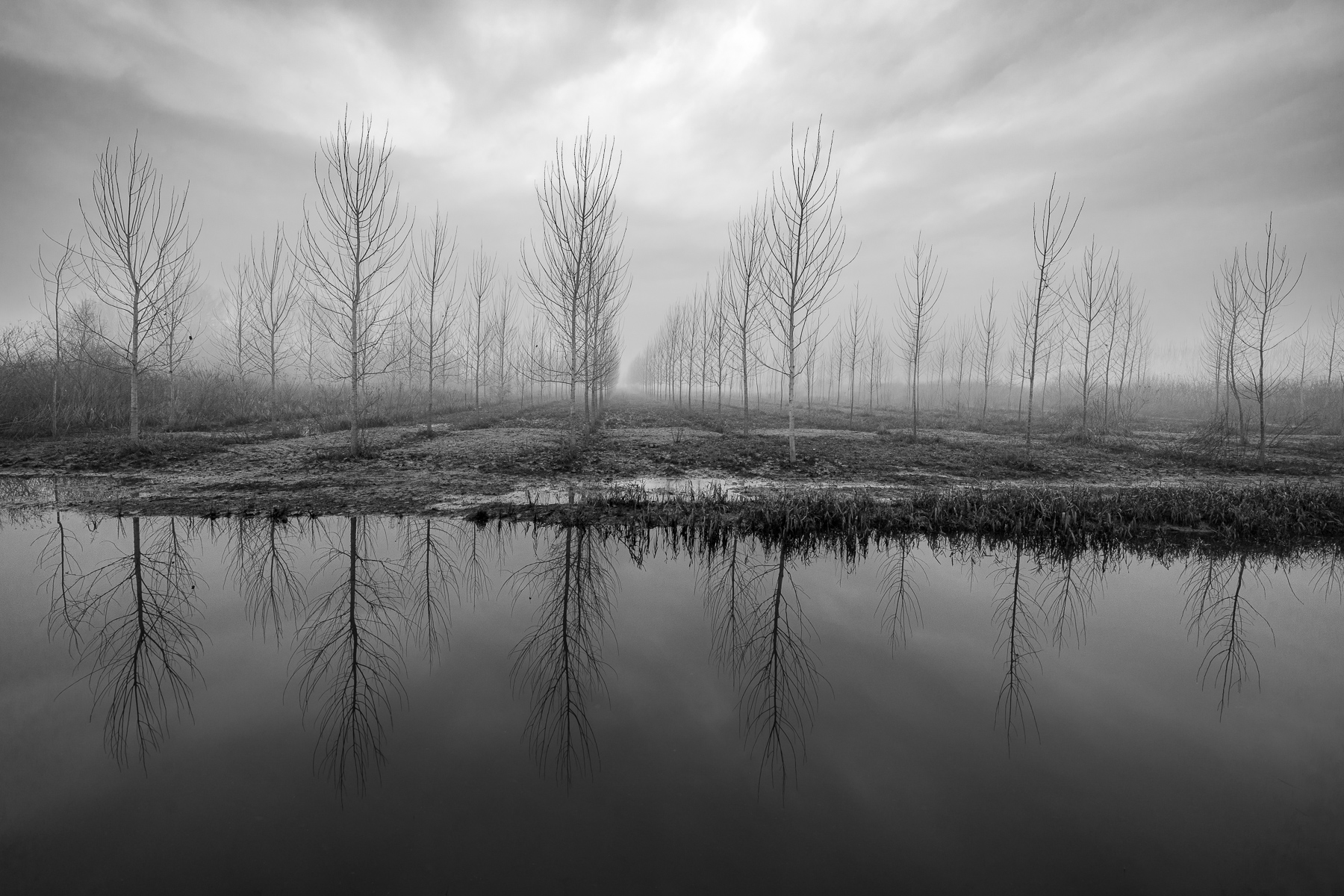 le creature della palude