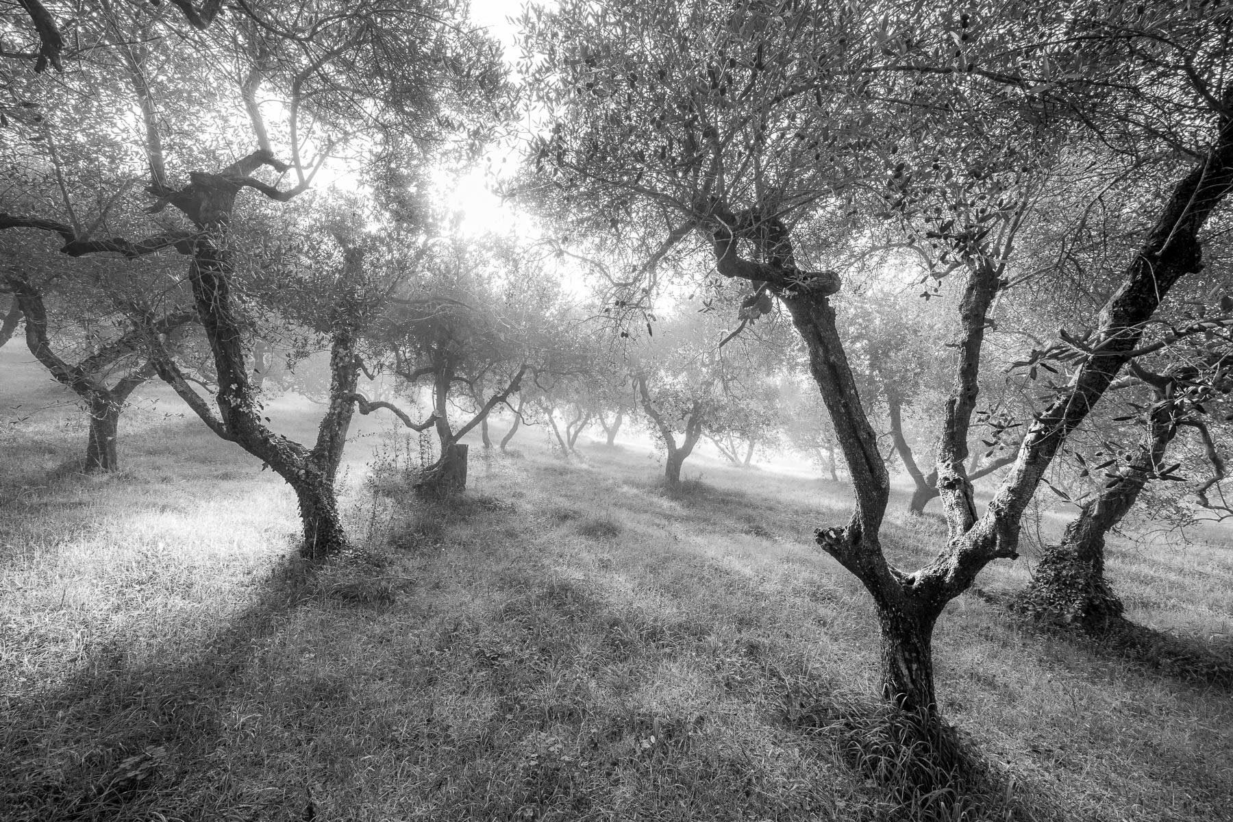 inverno nell'oliveto