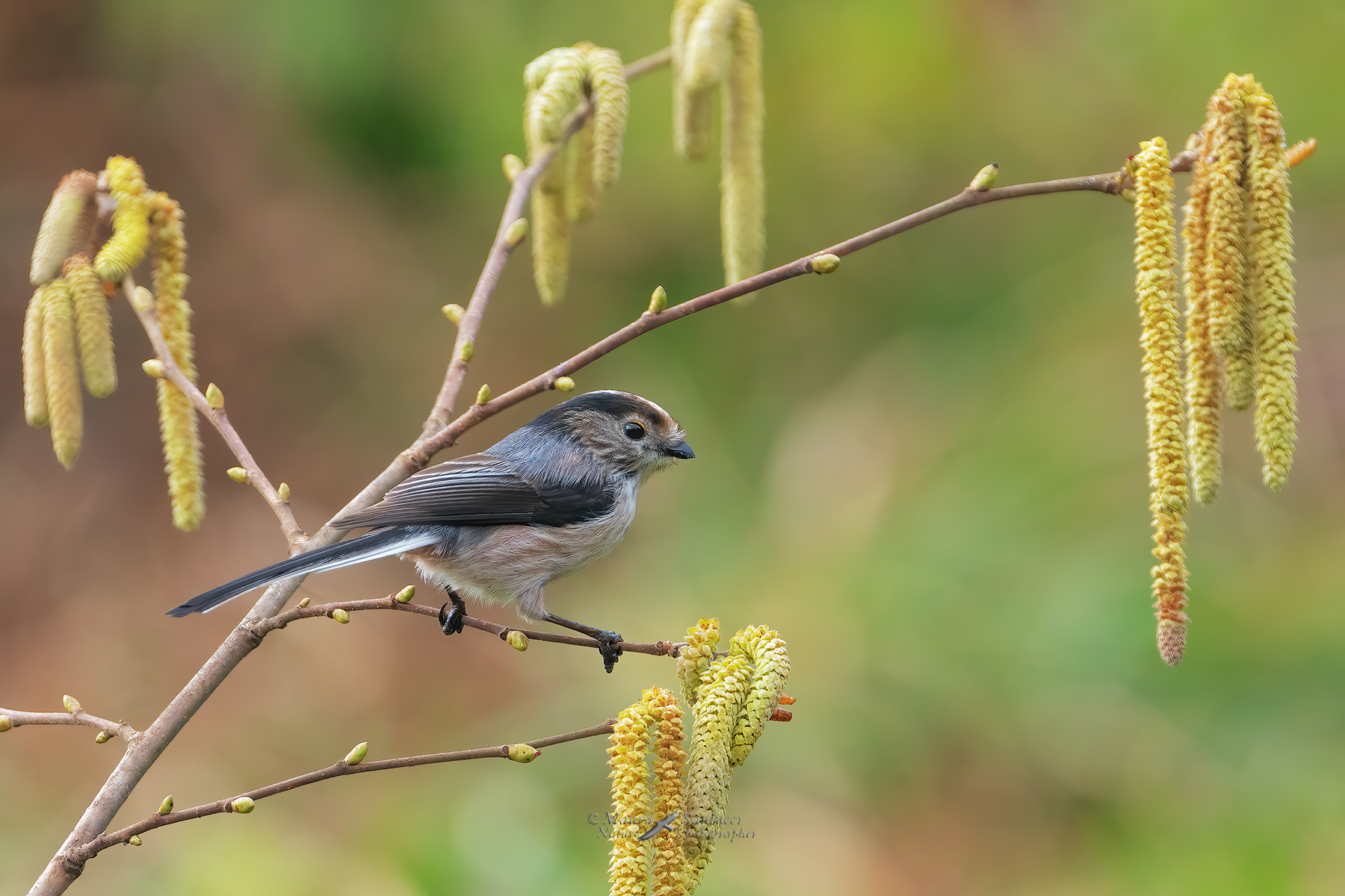 Codibugnolo-su-nocciolo_DSC00885
