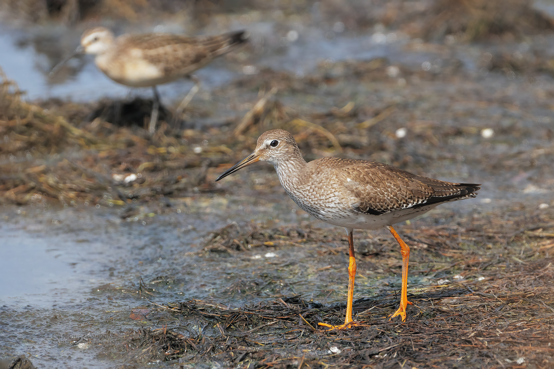 Pettegola-con-Piovanello_DSC00905