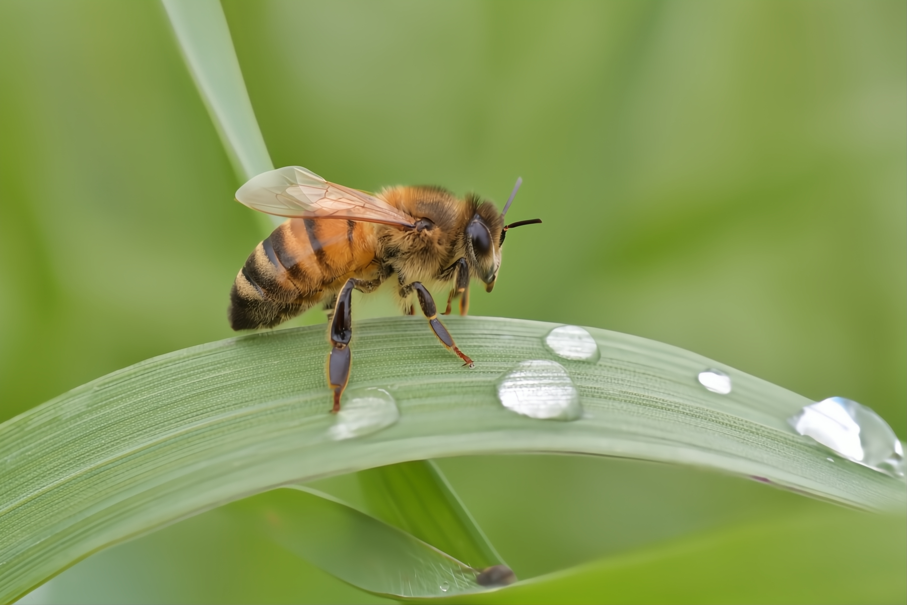 Apis mellifera in sosta