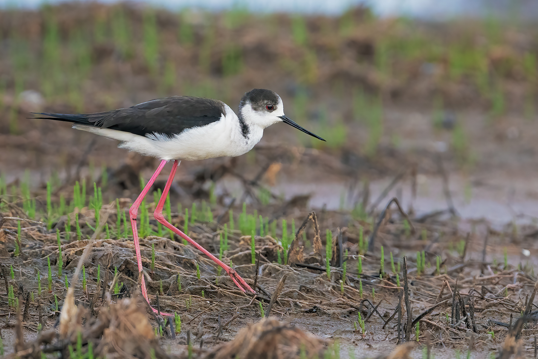 Cavaliere-d'italia_DSC03080