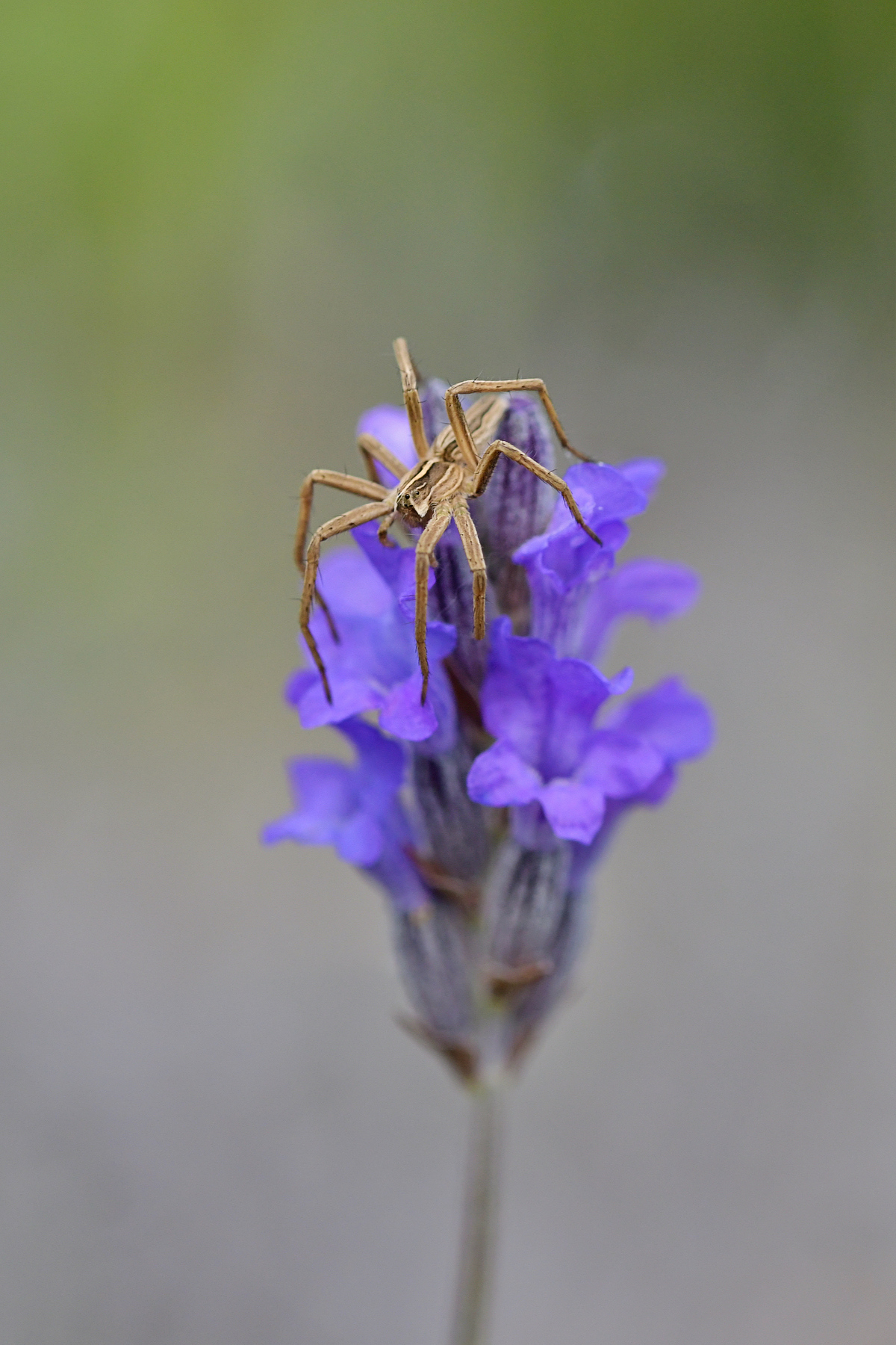 Pisaura mirabilis su fiore di lavanda