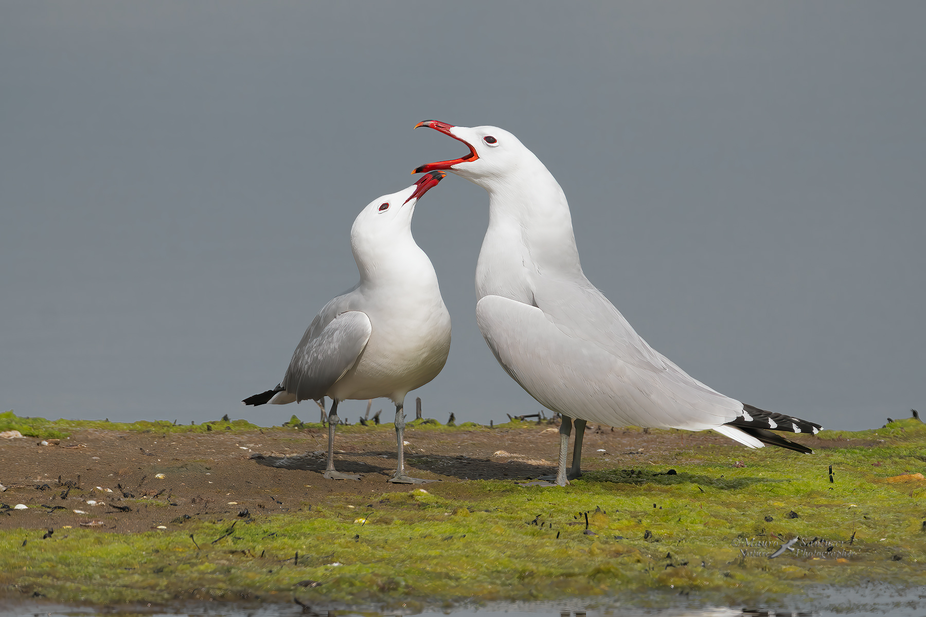 Gabbiani-Corso-l'urlo_DSC08024