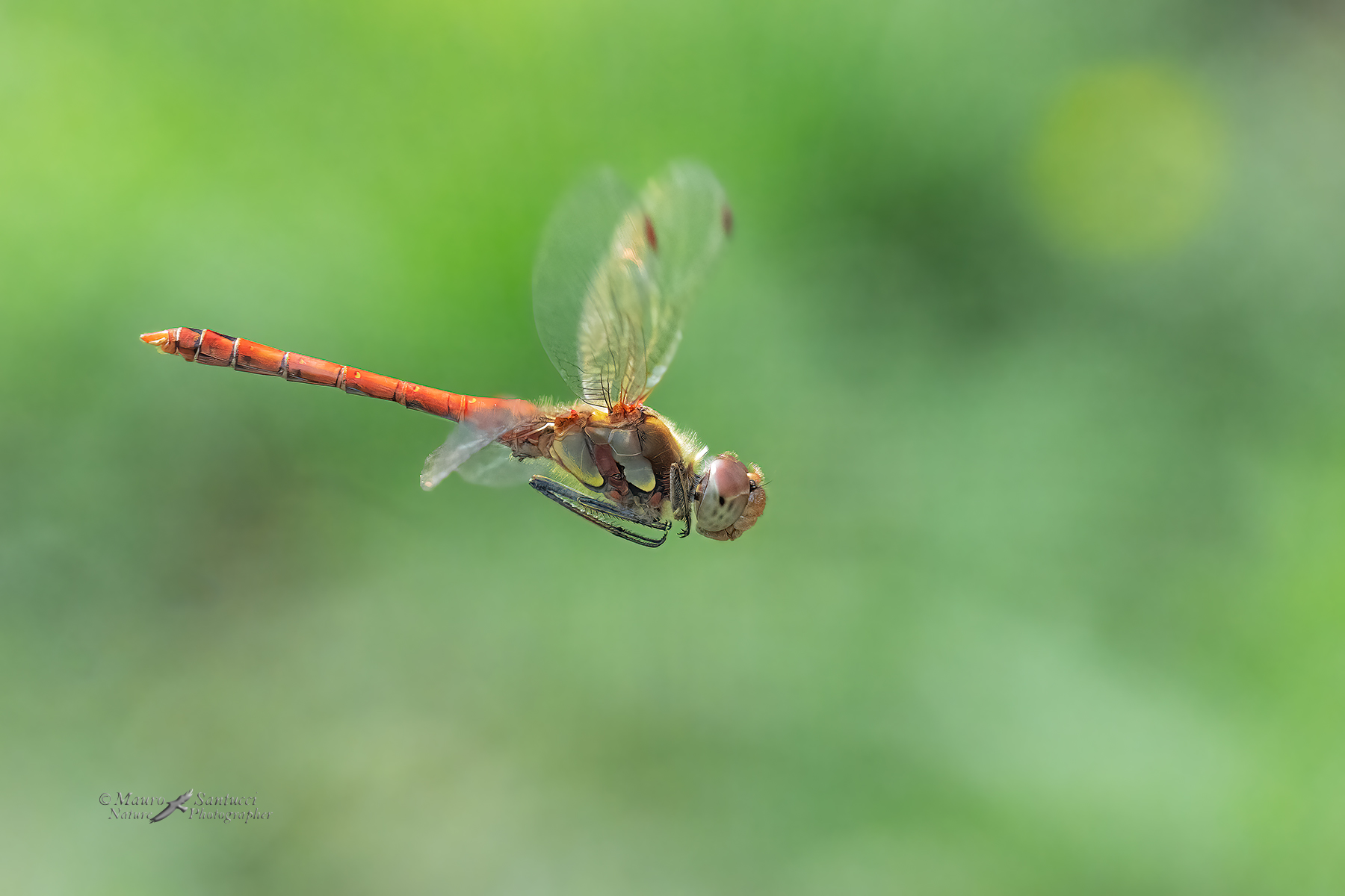 Sympetrum-striolatum_DSC06180