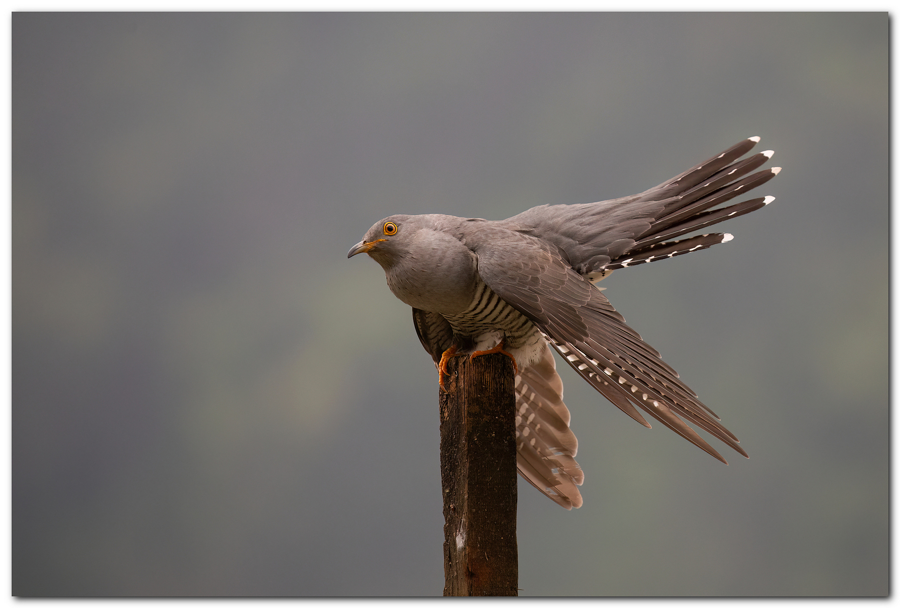 Cuculo fresco di giornata
