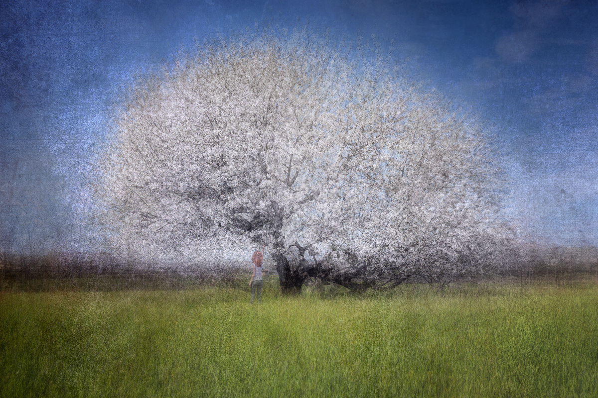 Buona Pasqua da sotto il ciliegio in fiore