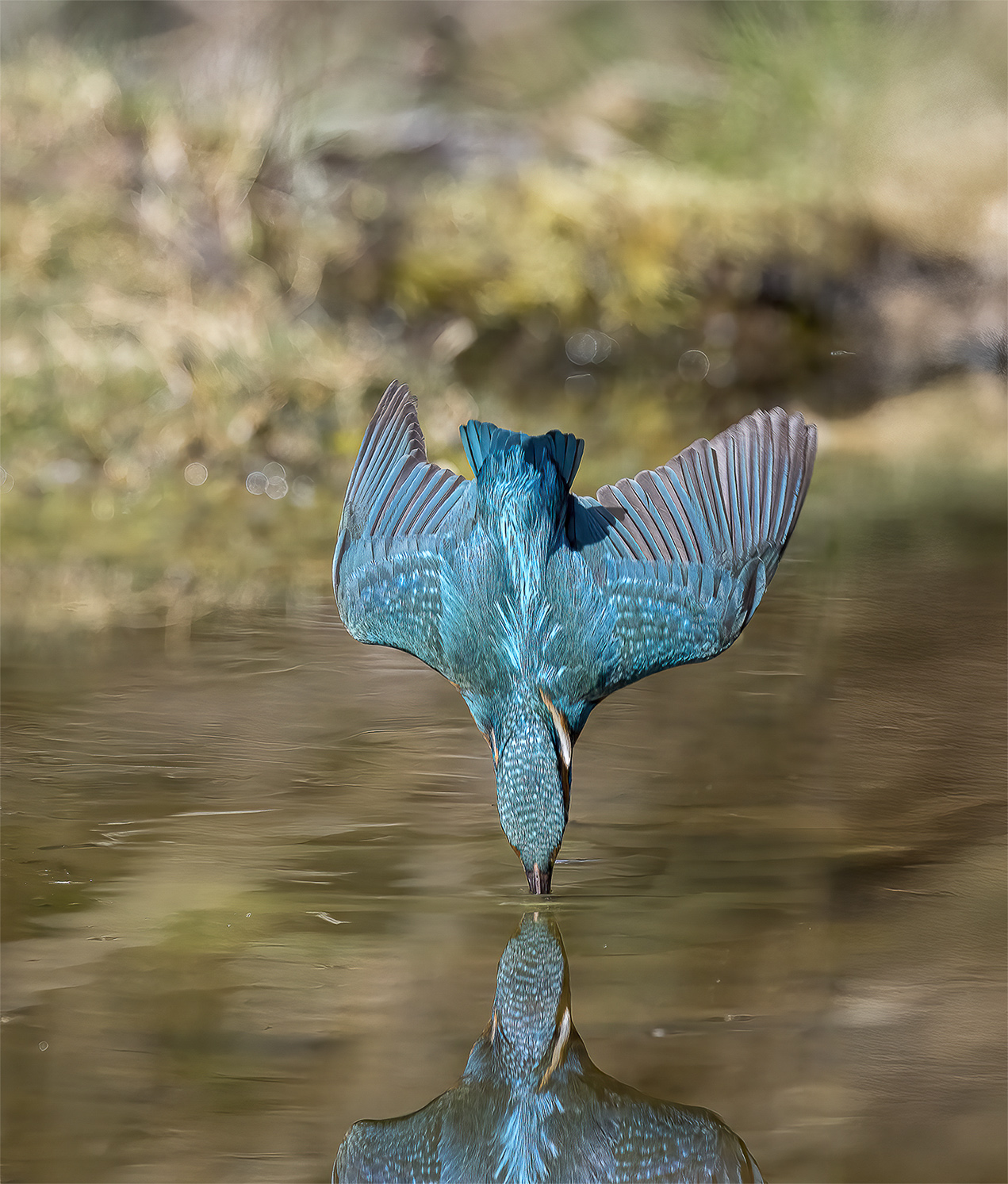 martin Pescatore (di bonomo)