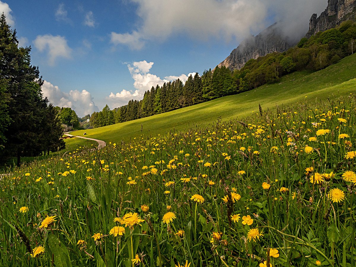 cartolina primaverile
