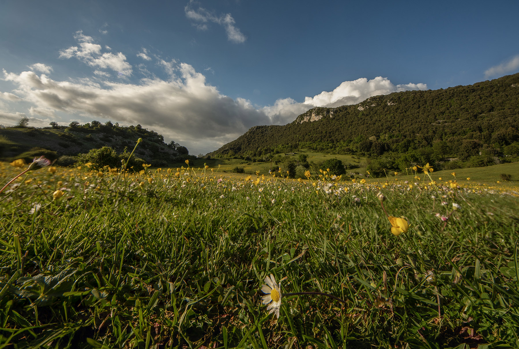 Pian della Faggeta, Carpineto RM Mag2025