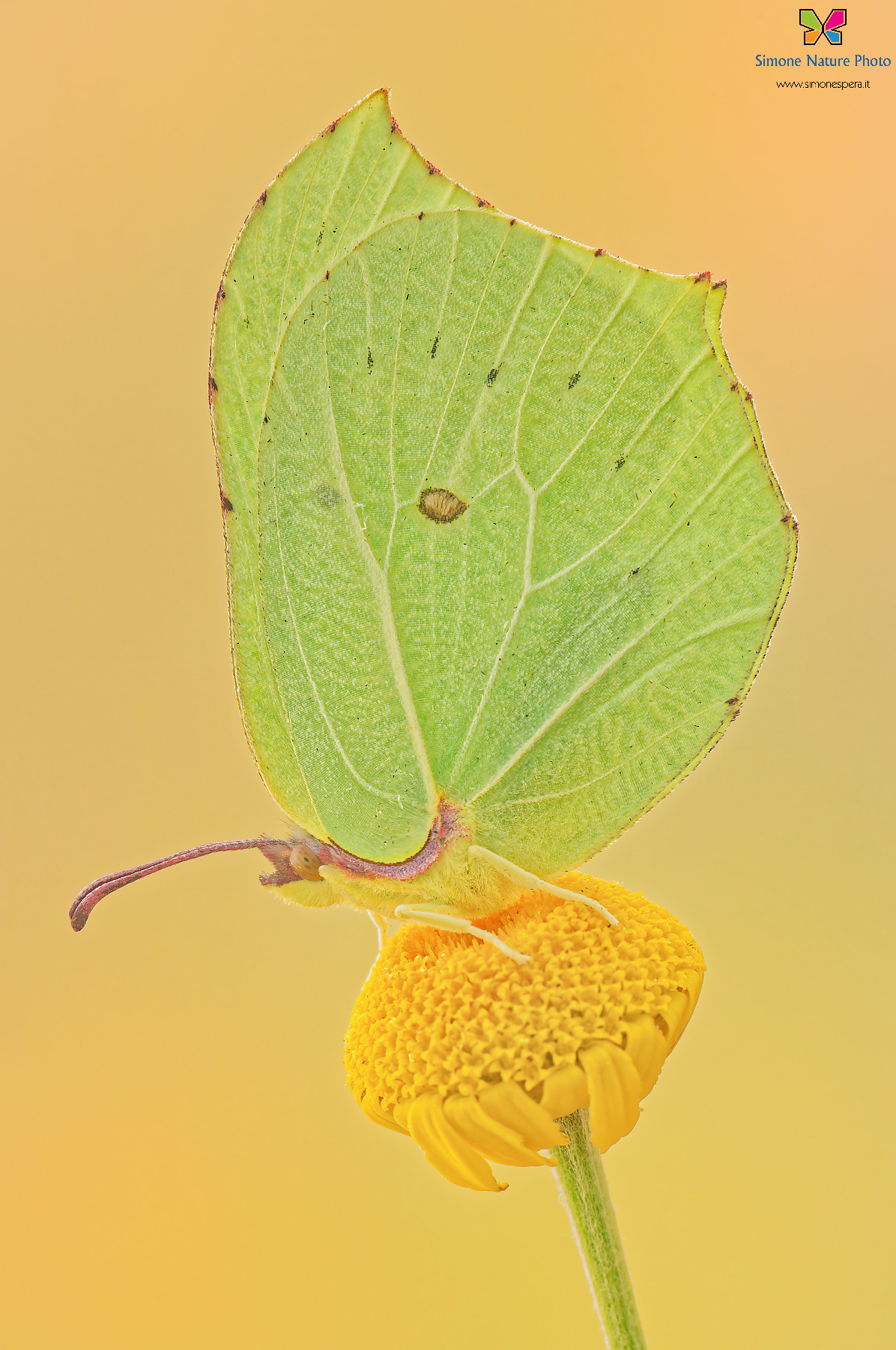 Gonepteryx rhamni