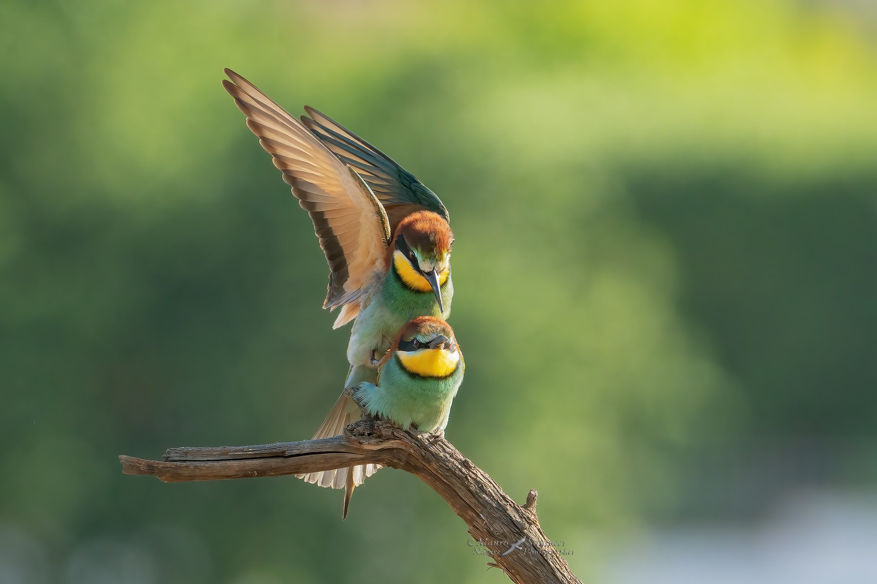 Gruccioni-in-love_DSC08906