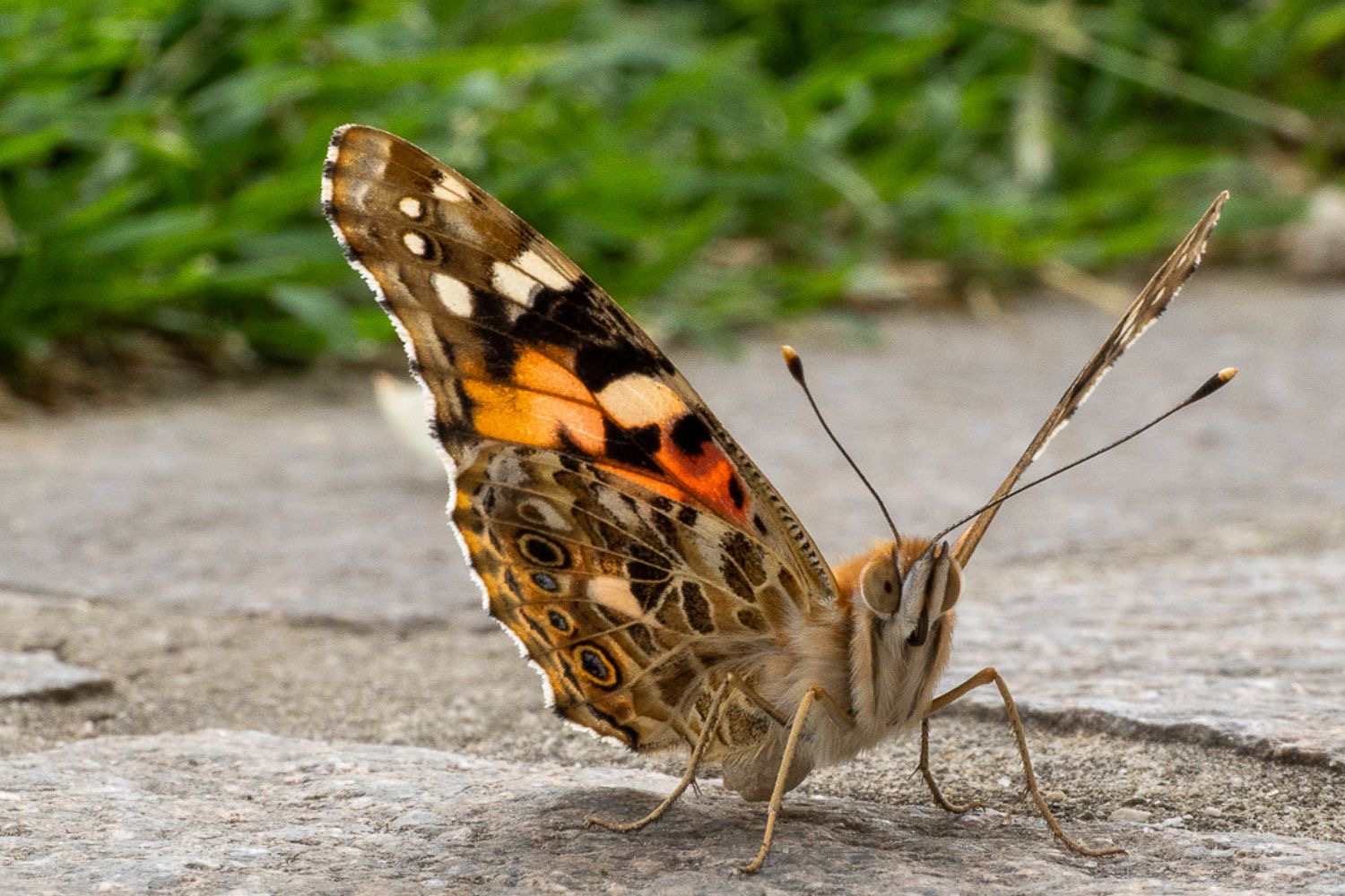 Prima foto ad una farfalla