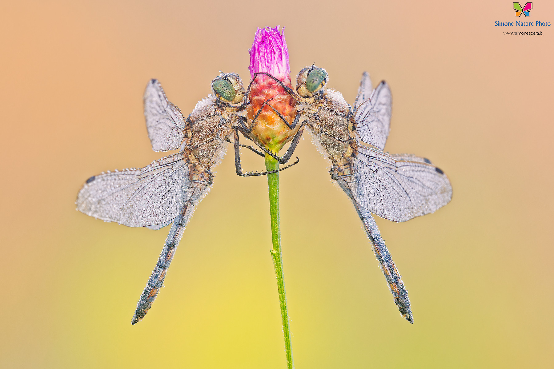 Orthetrum cancellatum �