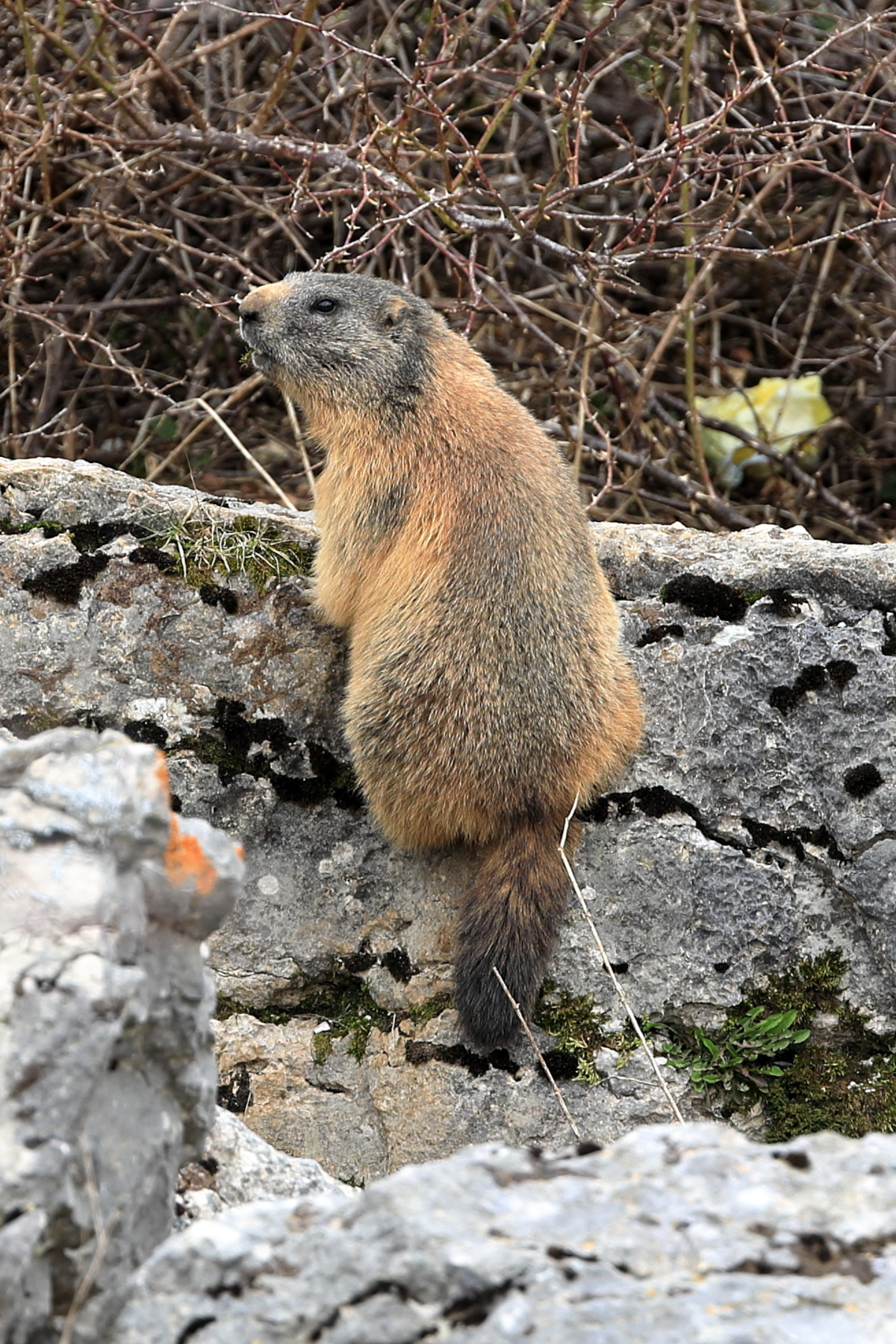 marmotta