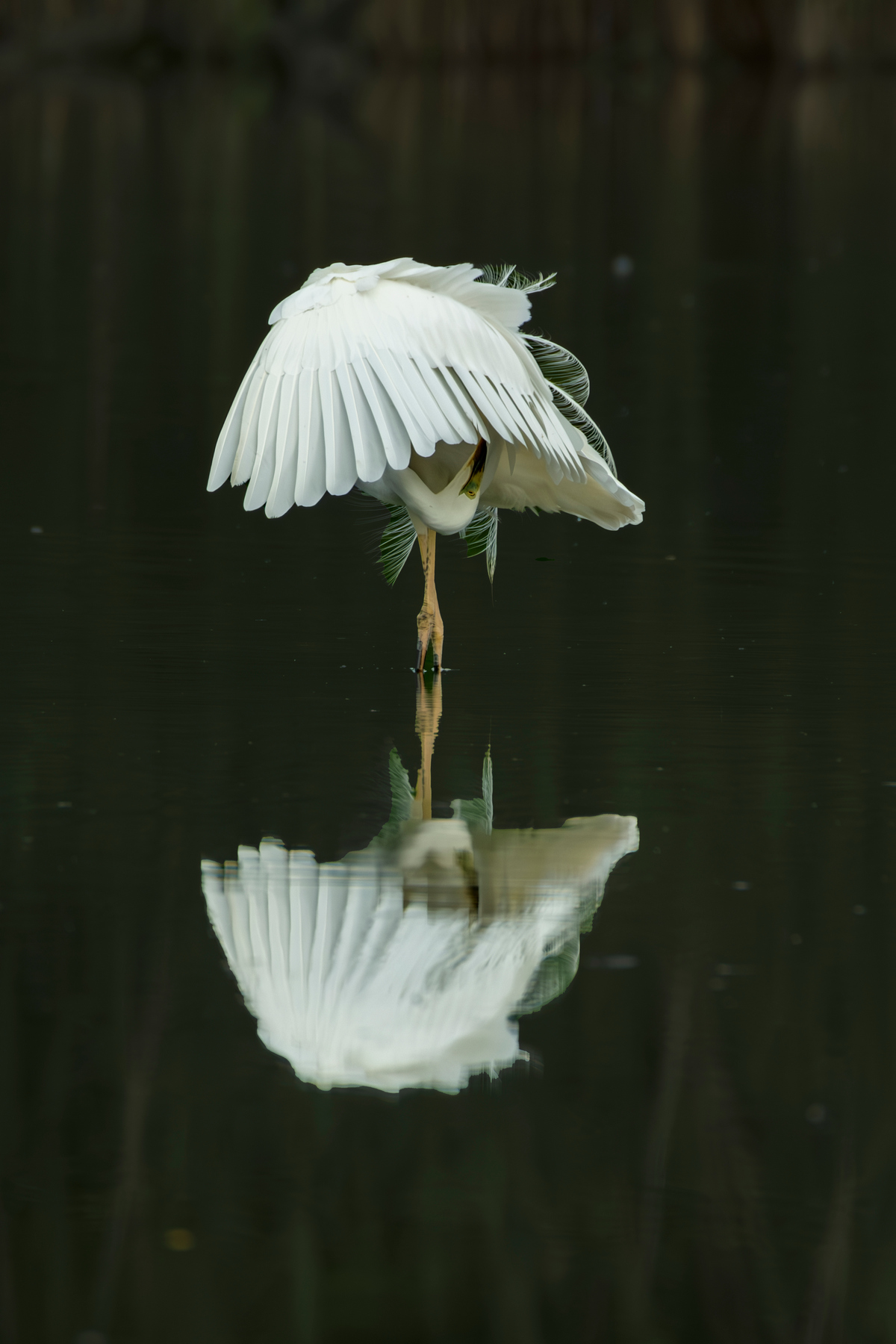 L'inchino della Garzetta